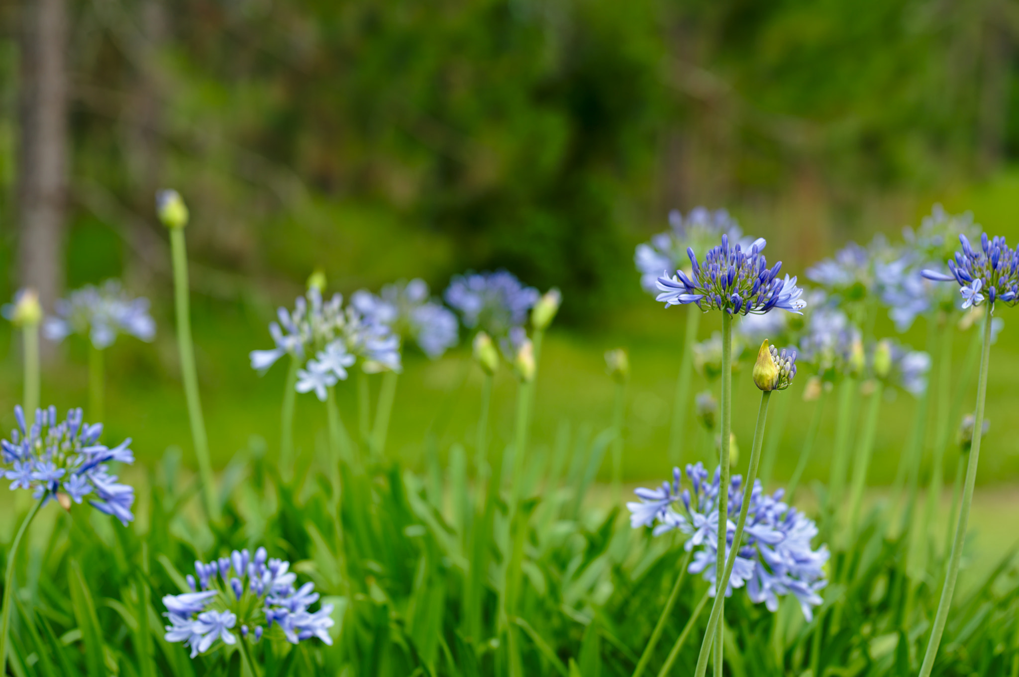 ZEISS Otus 85mm F1.4 sample photo. Lily of the nile ii photography