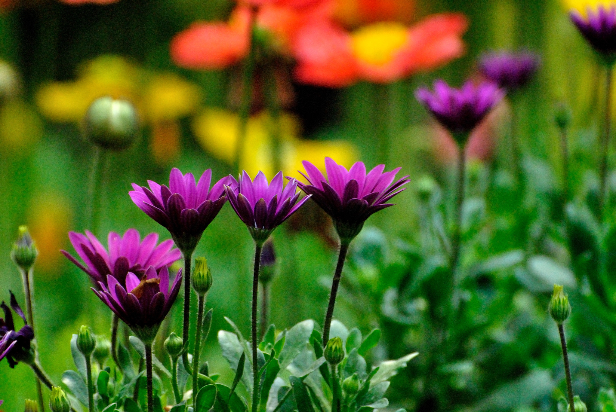 Nikon D3000 sample photo. 花儿 photography