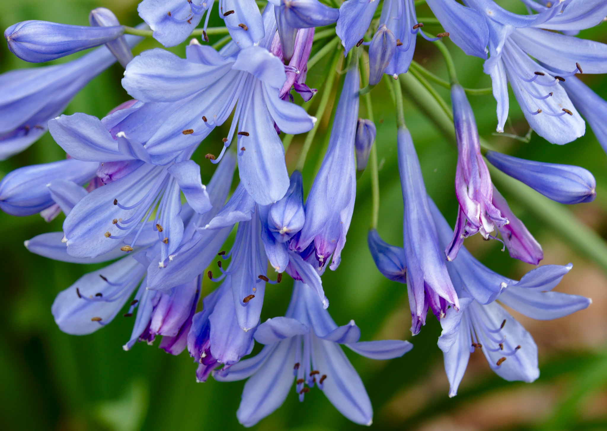 ZEISS Otus 85mm F1.4 sample photo. Lily of the nile iii photography