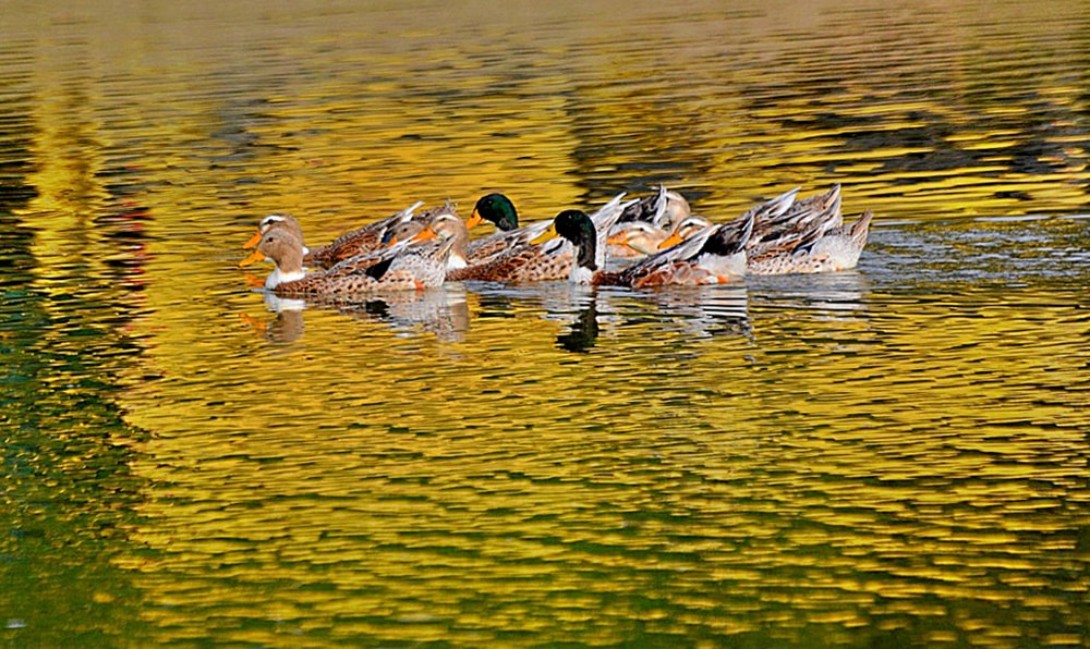 Sigma 70-300mm F4-5.6 APO Macro Super II sample photo. Les canards photography