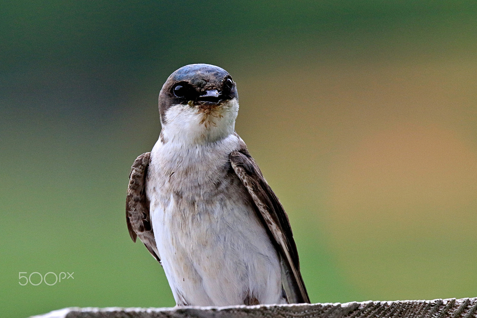 Canon EF 400mm F4 DO IS II USM sample photo. Tree swallow photography