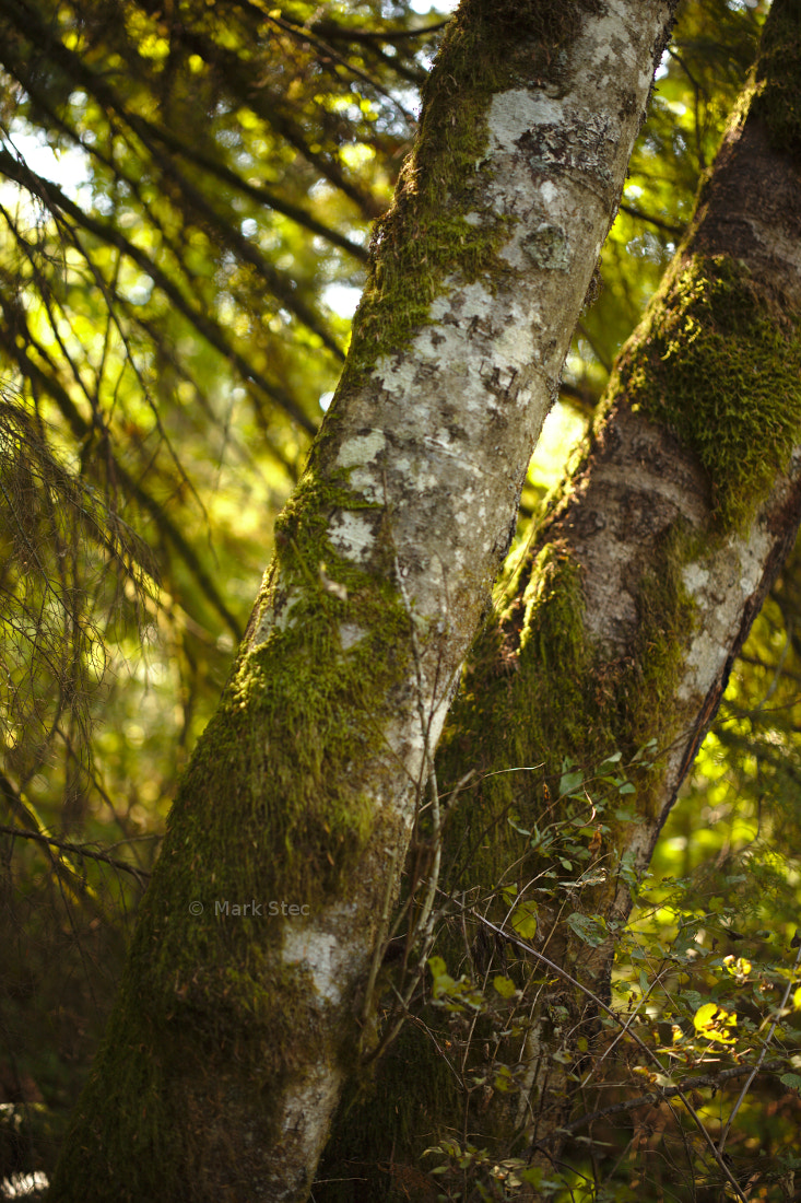 ZEISS Otus 55mm F1.4 sample photo. Tree bark photography