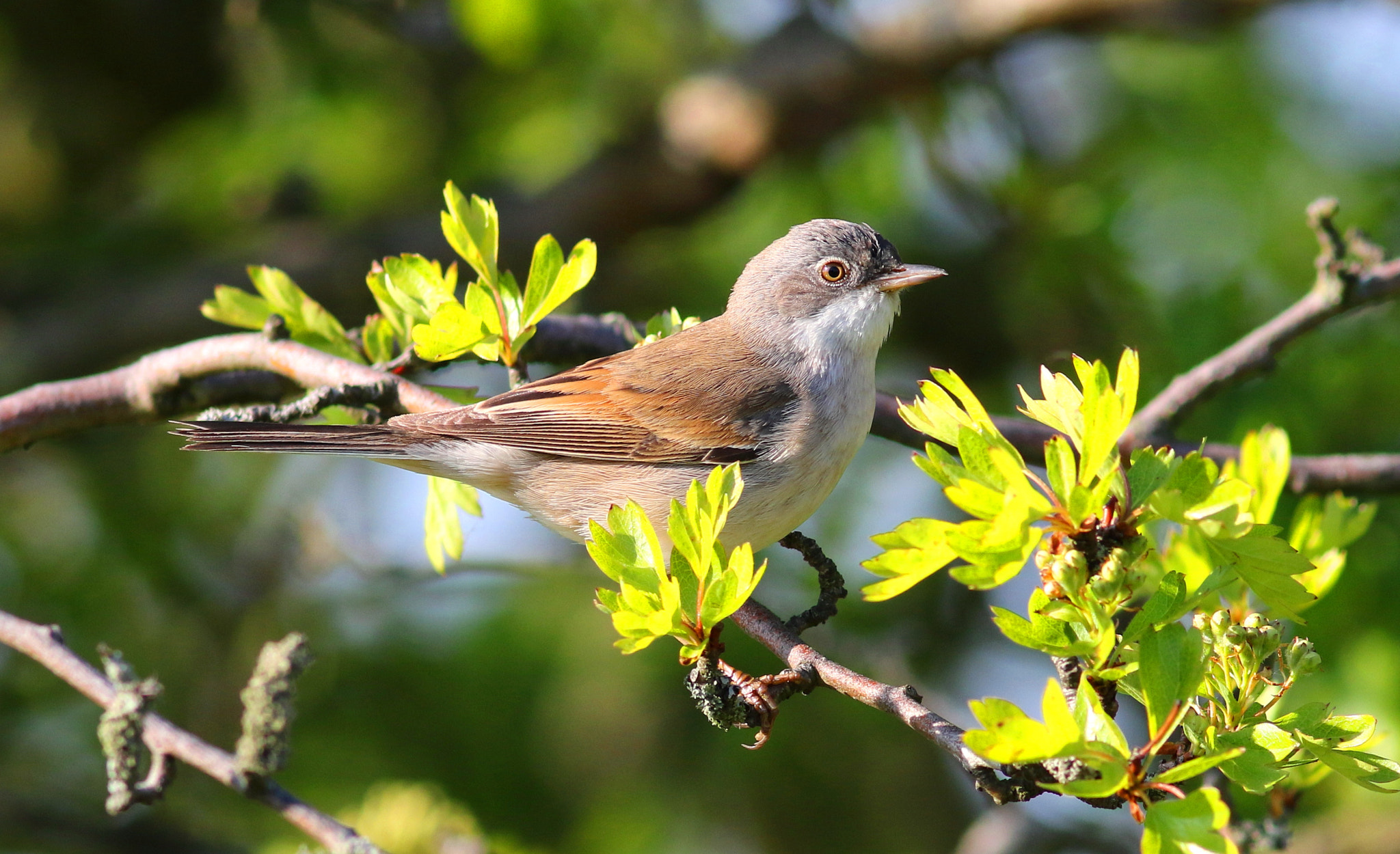 Canon EF 300mm F4L IS USM sample photo. Whitethroat photography