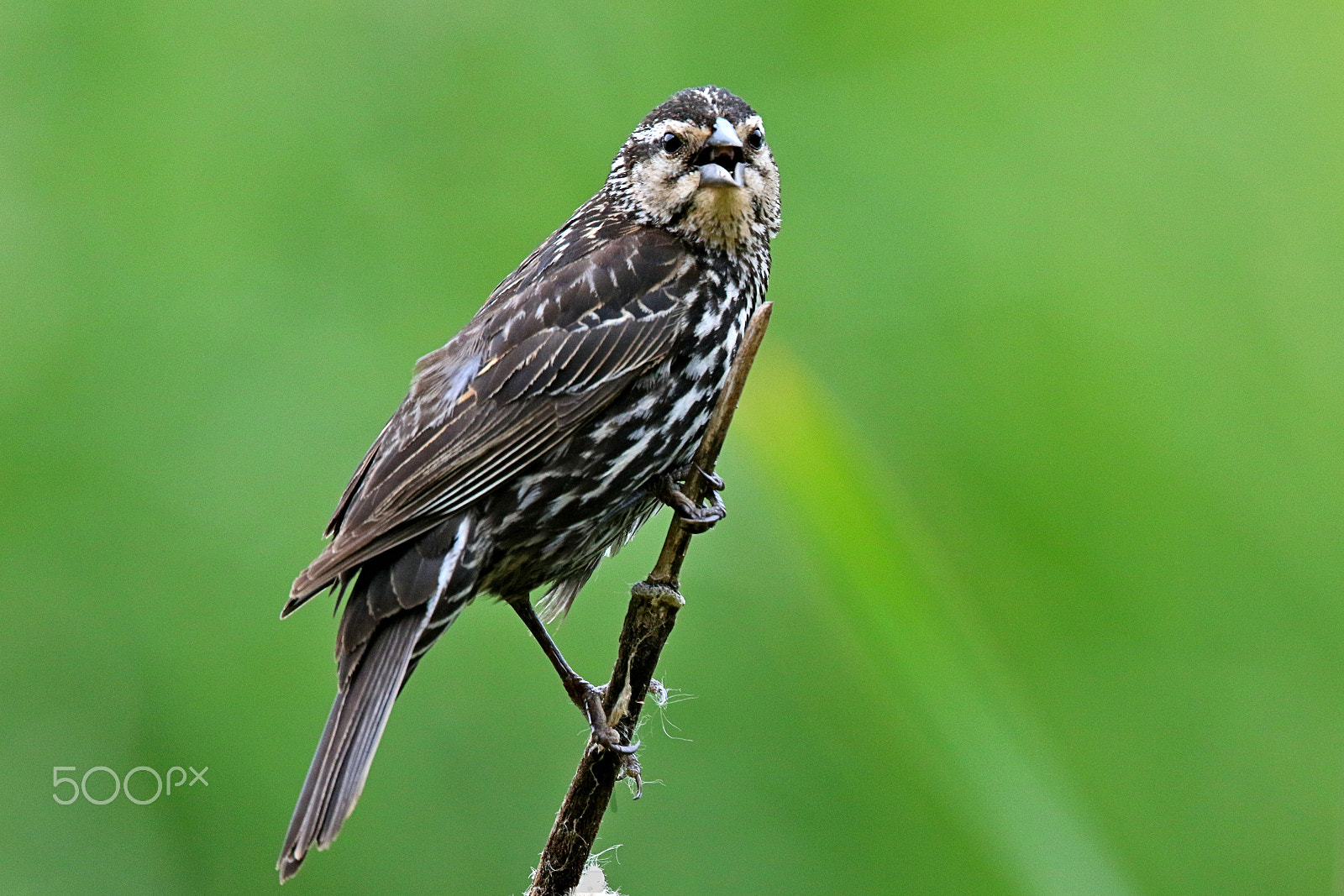 Canon EF 400mm F4 DO IS II USM sample photo. Female red-winged blackbird in song ii photography