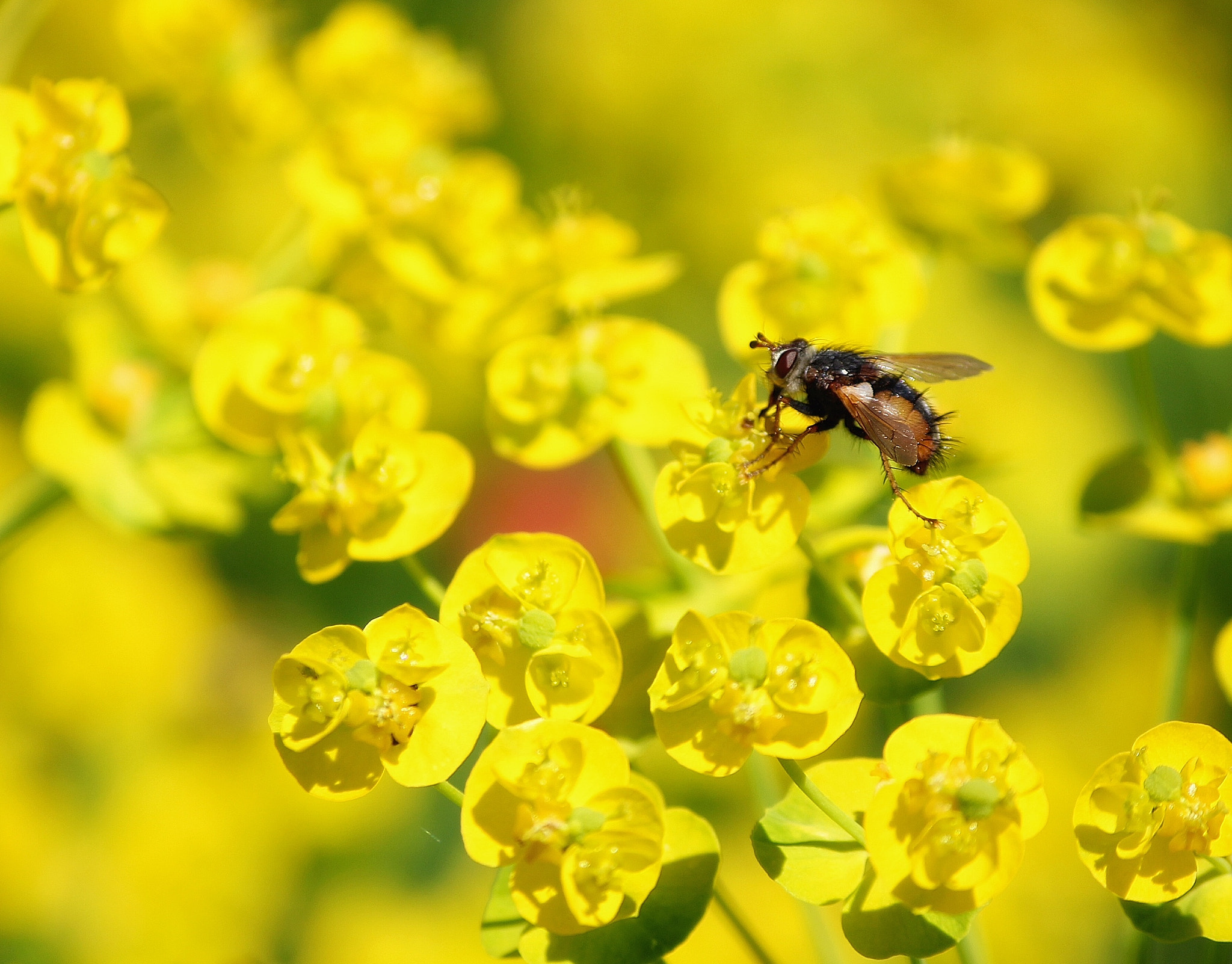 Canon EF-S 55-250mm F4-5.6 IS II sample photo. Nature's worker photography