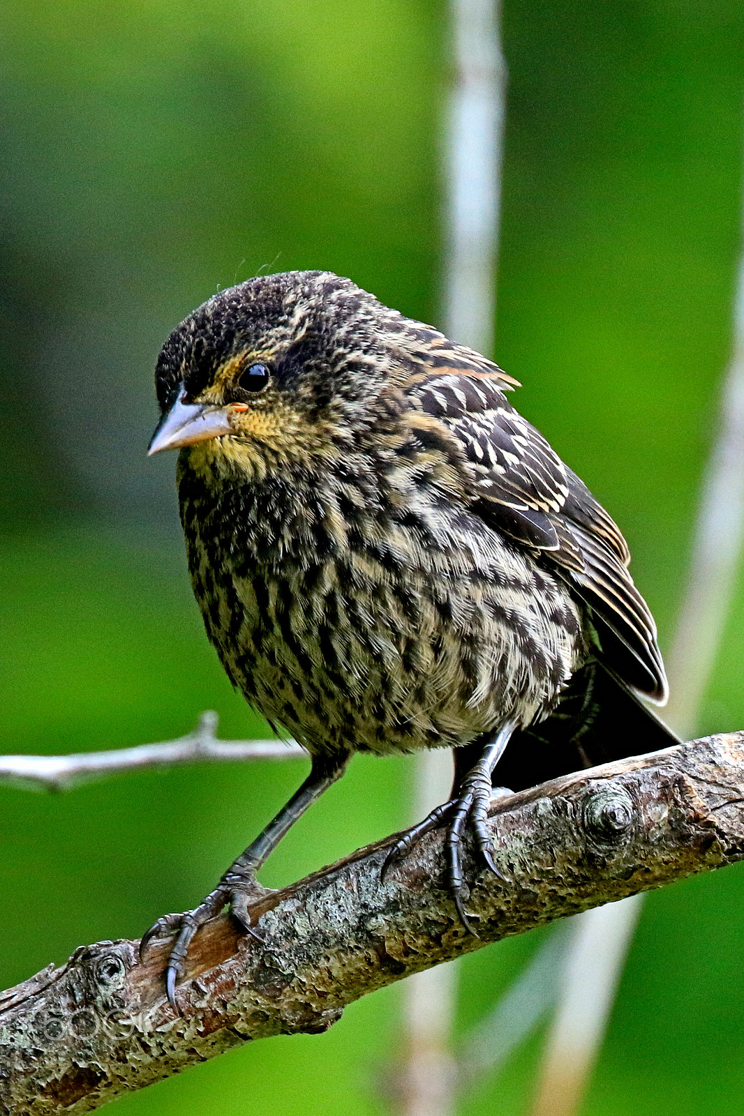 Canon EF 400mm F4 DO IS II USM sample photo. Female red-winged blackbird ii photography