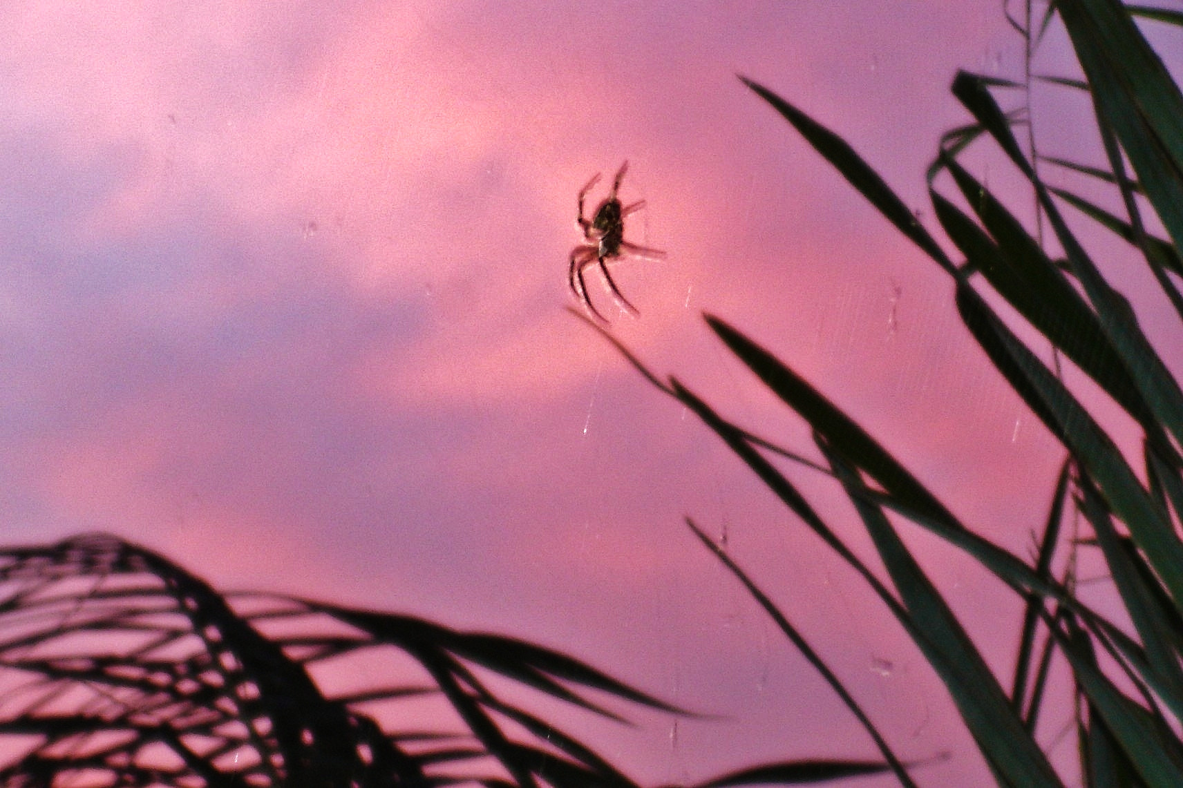 Sony DSC-P100 sample photo. "sunset spider" photography