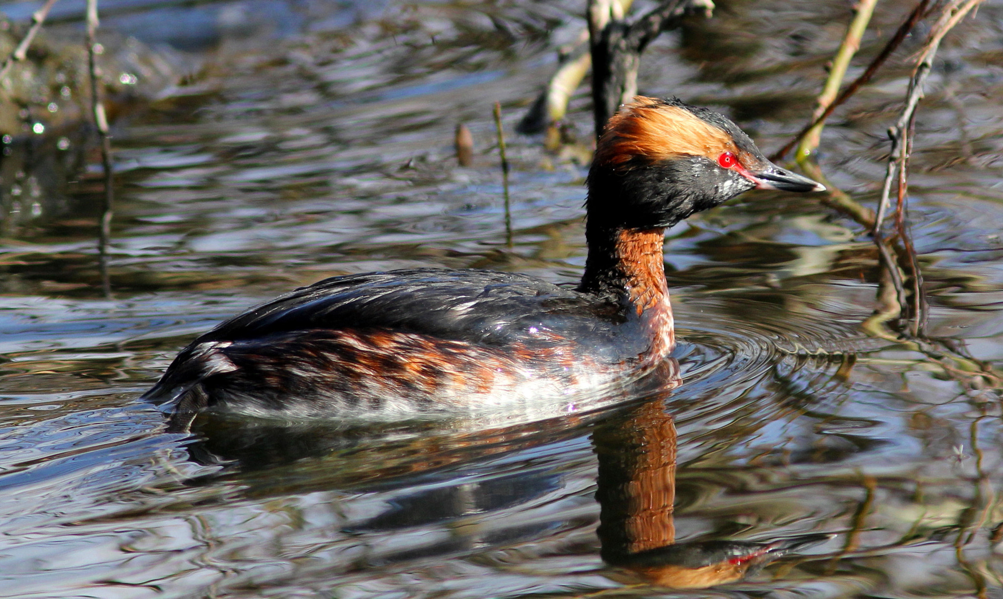 Canon EF 300mm F4L IS USM sample photo. Slavonian grebe photography