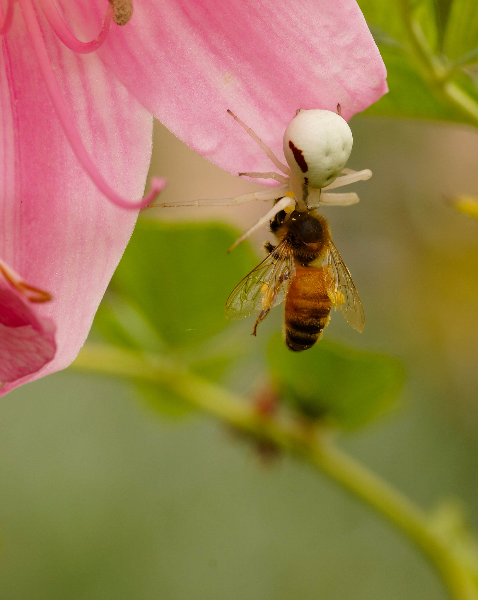 Sony SLT-A57 + 105mm F2.8 sample photo. It's a trap ! photography