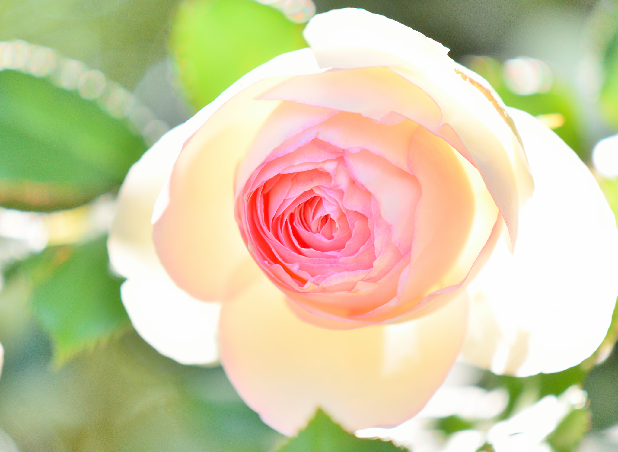 Nikon AF-S DX Micro-Nikkor 85mm F3.5G ED VR sample photo. Pierre de ronsard photography