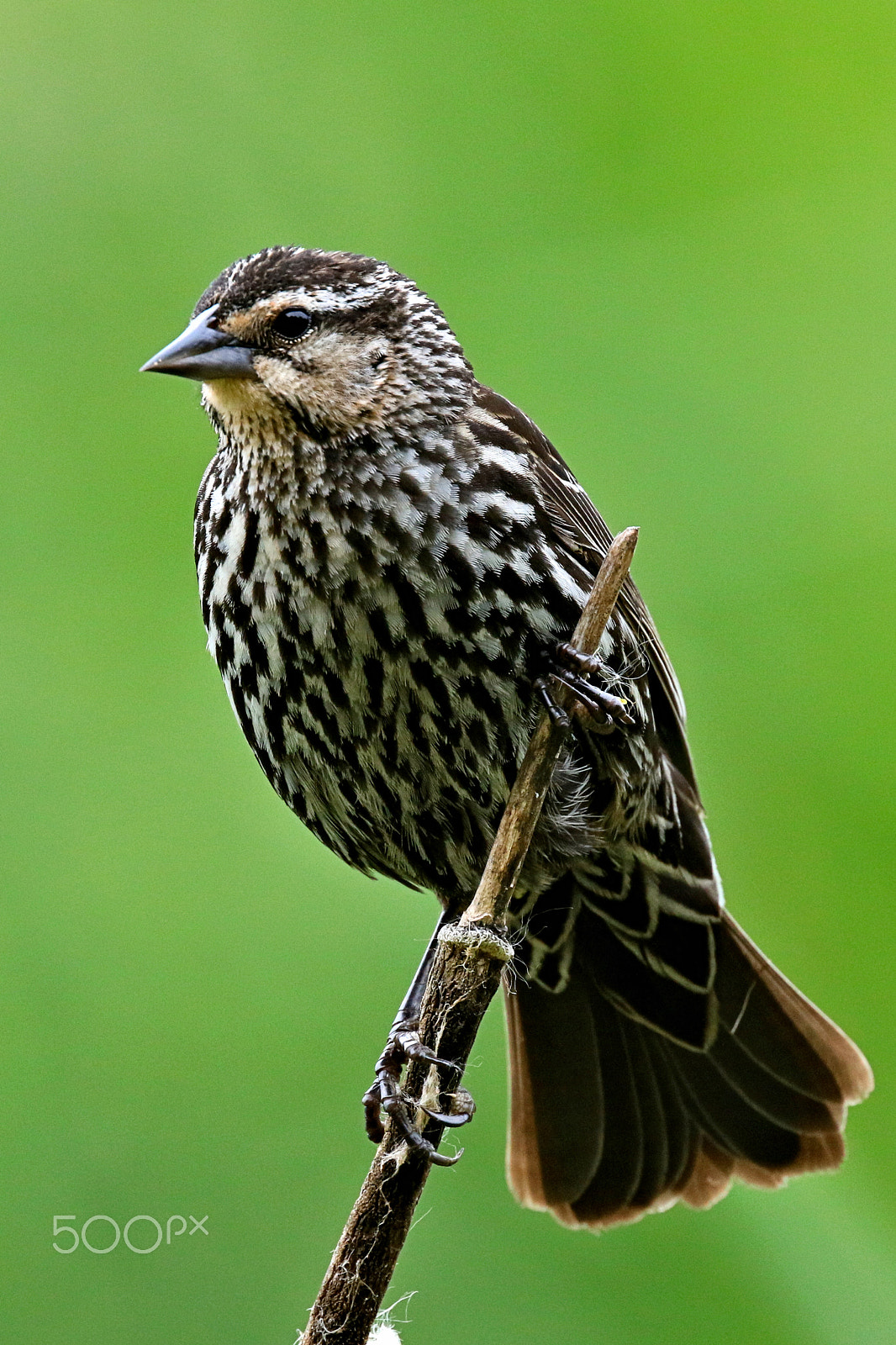 Canon EF 400mm F4 DO IS II USM sample photo. Female red winged blackbird iii photography