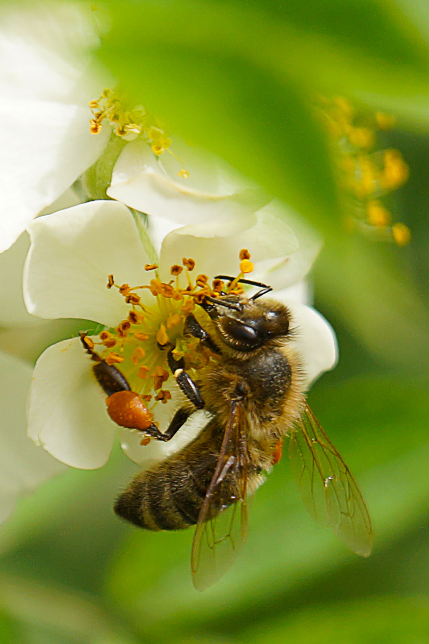 Sony a99 II + Sony 70-400mm F4-5.6 G SSM II sample photo. 自然之趣 photography