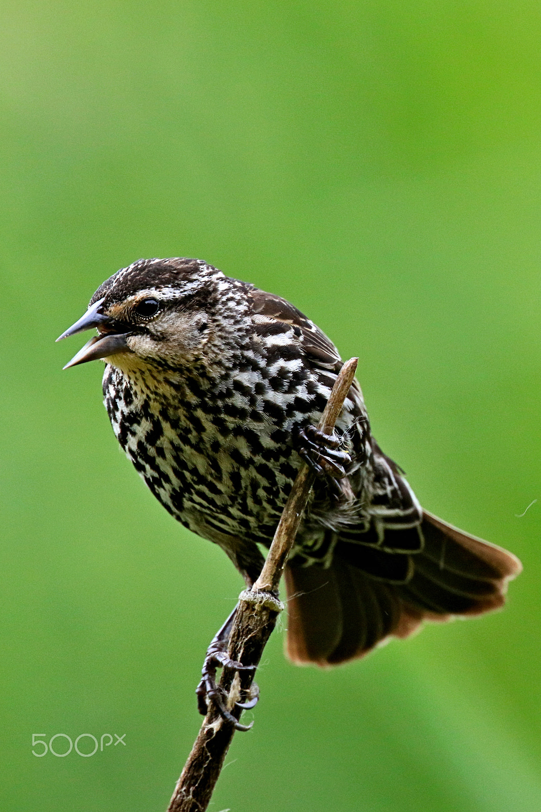 Canon EF 400mm F4 DO IS II USM sample photo. Female red winged blackbird in song photography