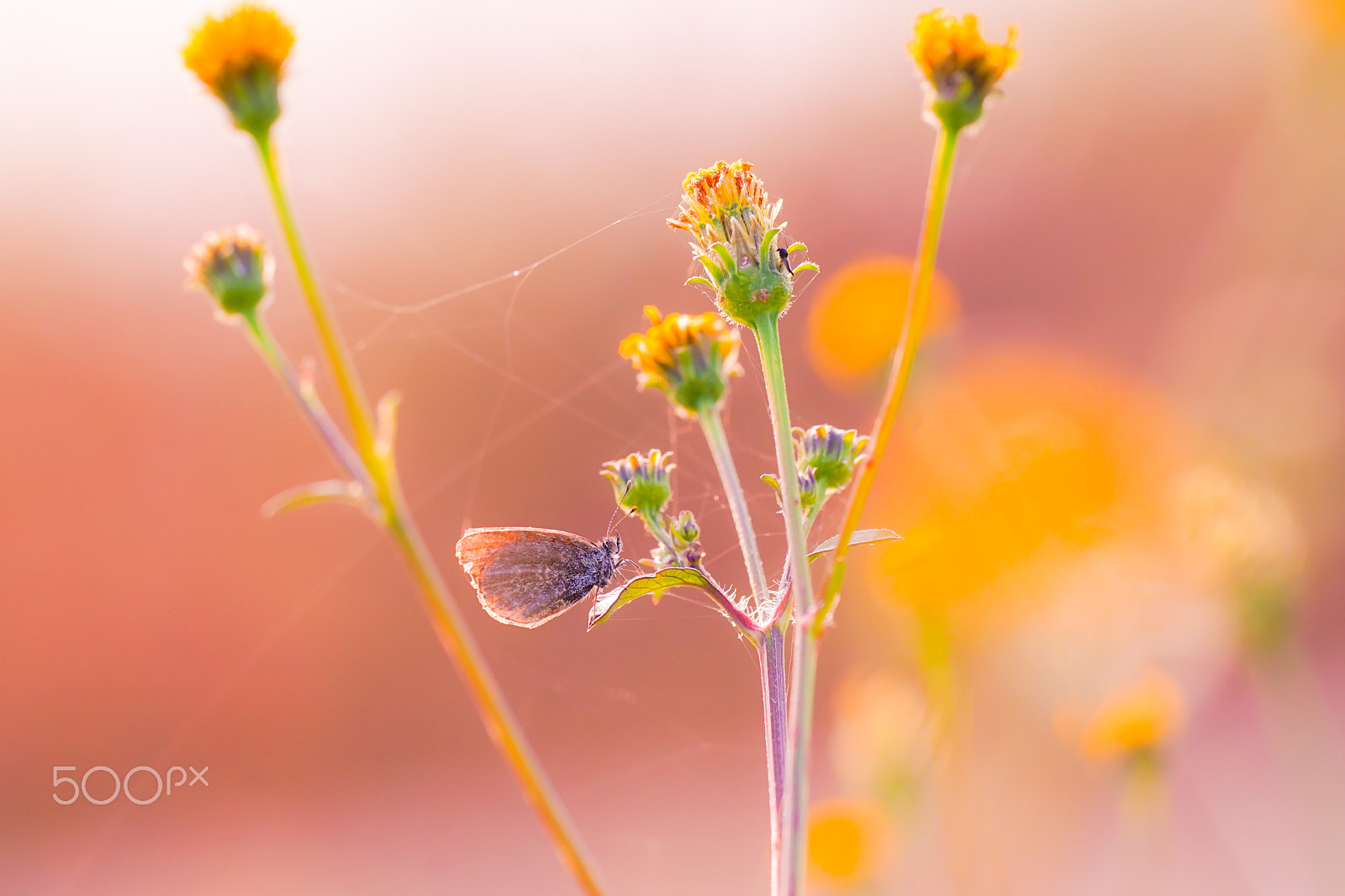 Sony ILCA-77M2 + Minolta AF 100mm F2.8 Macro [New] sample photo. The pale grass blue photography