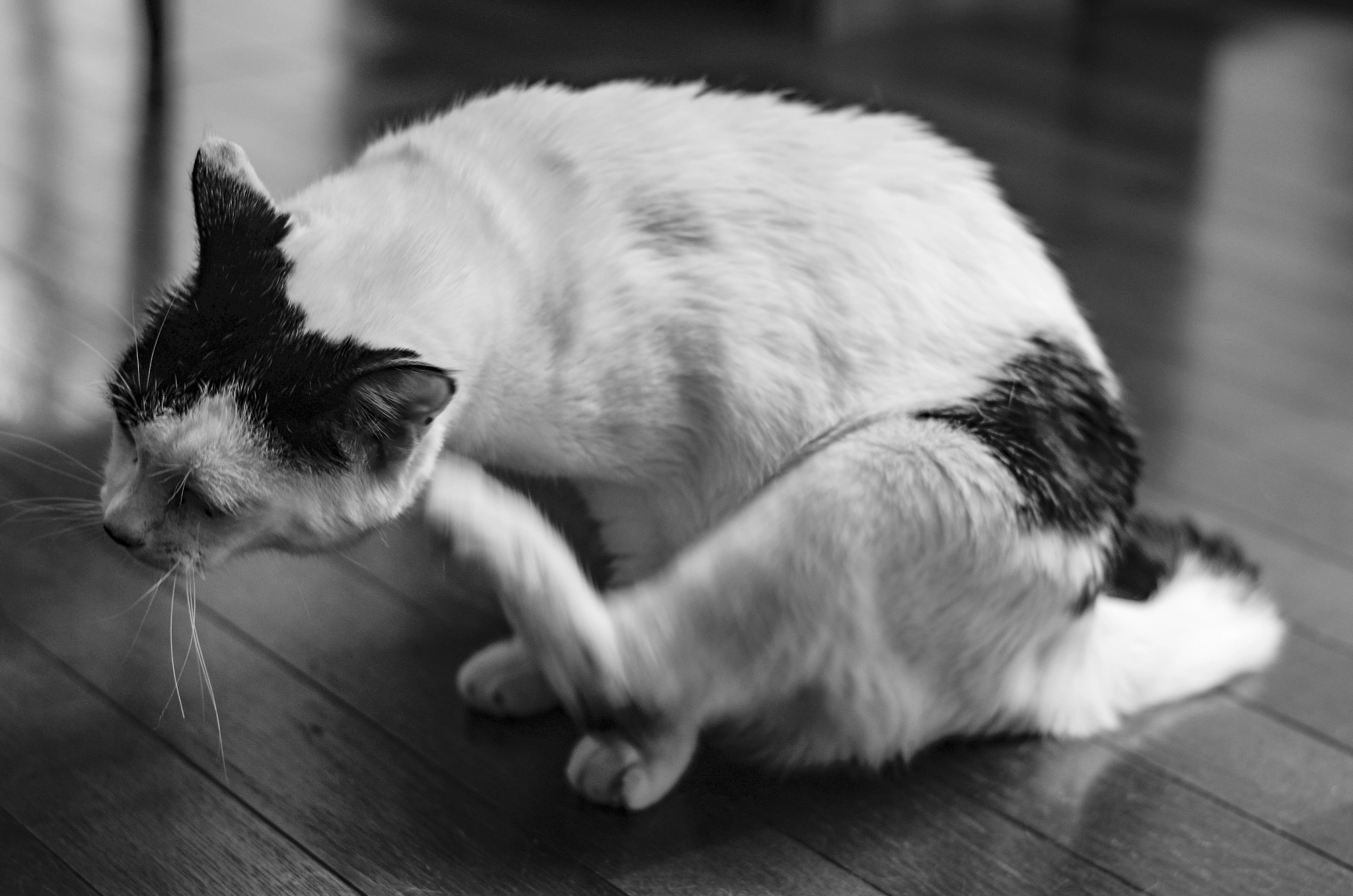 Pentax K-5 IIs sample photo. Itchy photography