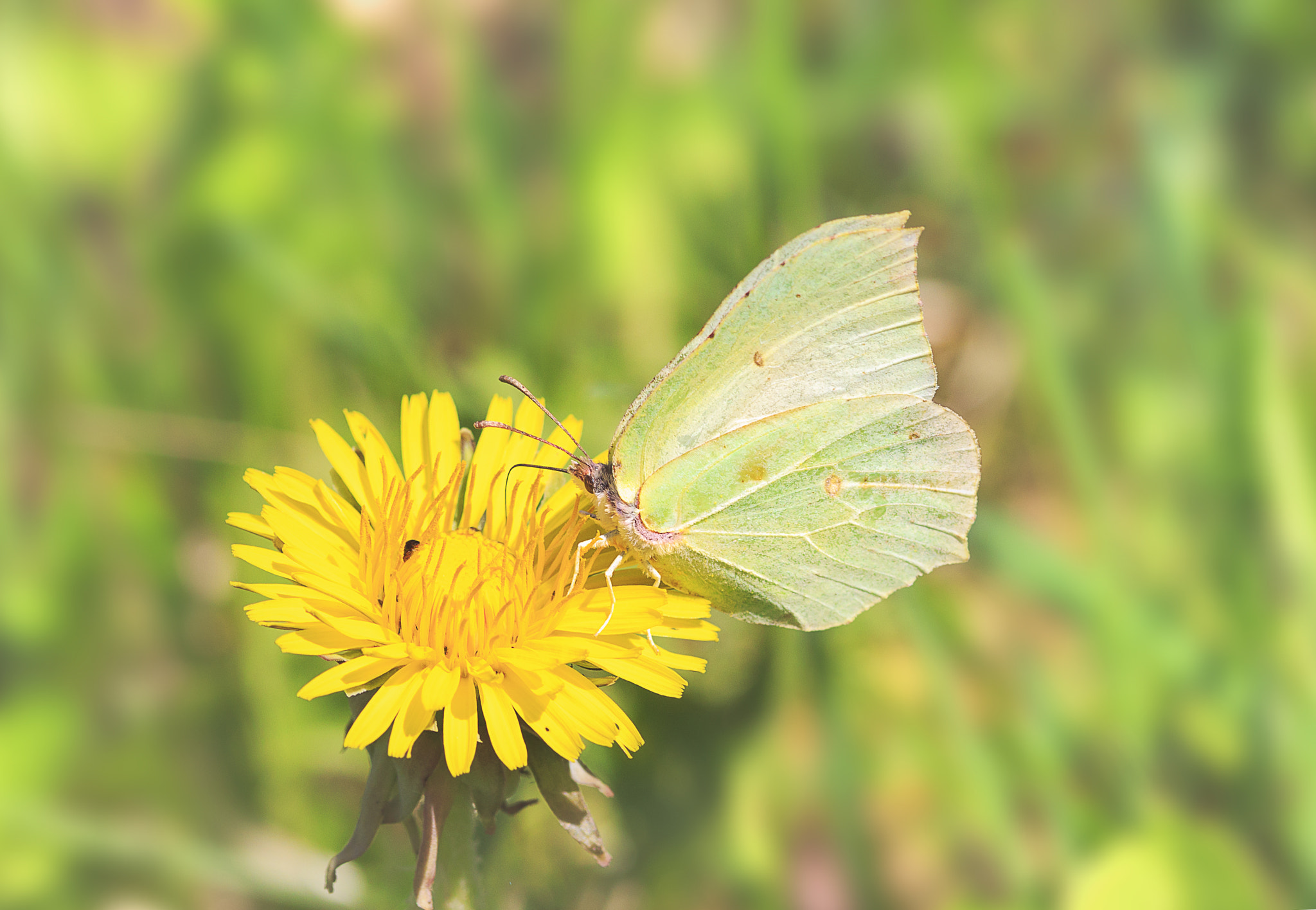 Sigma 105mm F2.8 EX DG OS HSM sample photo. Butterfly photography
