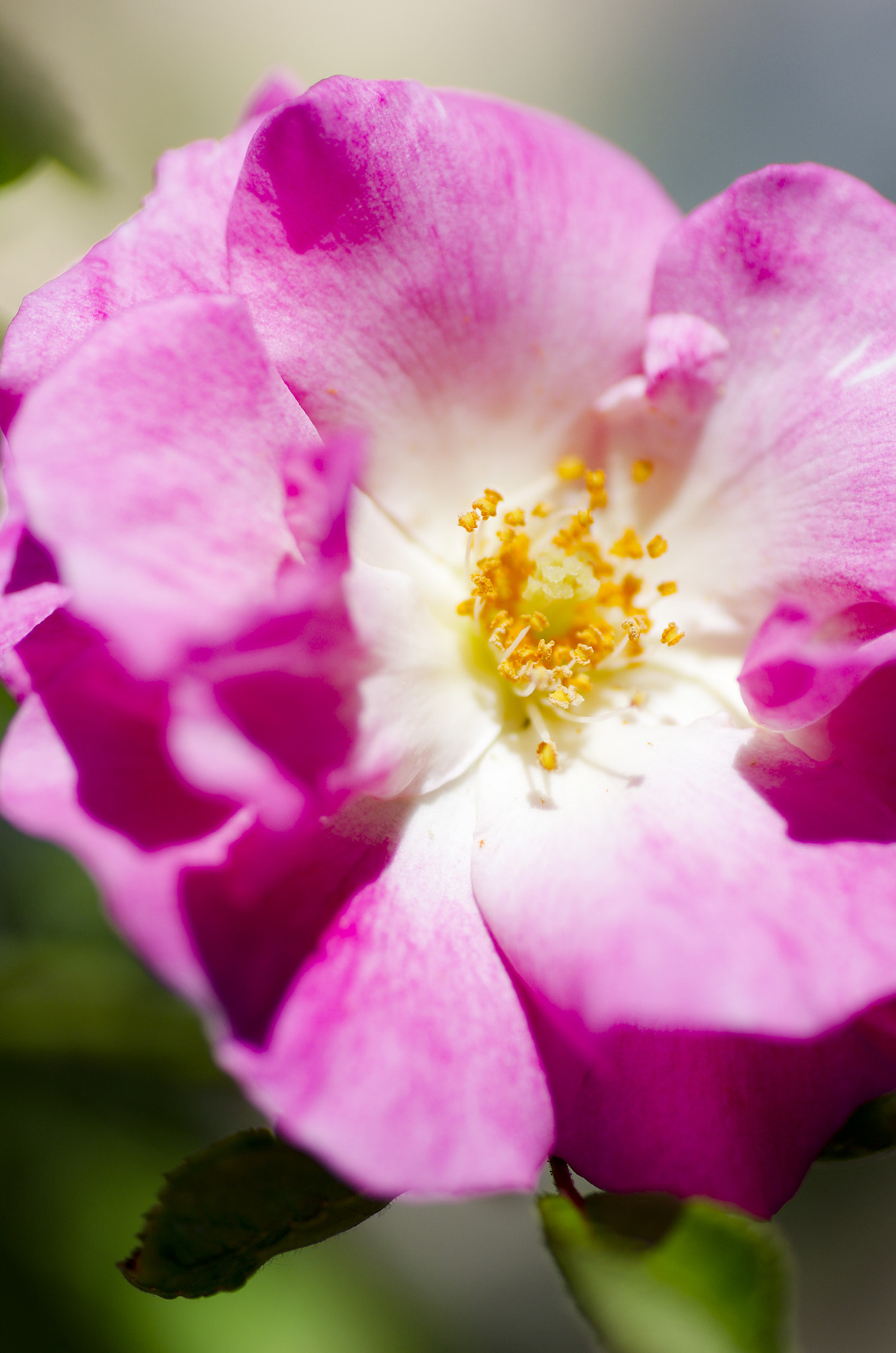 Tamron SP AF 90mm F2.8 Di Macro sample photo. Happy photography