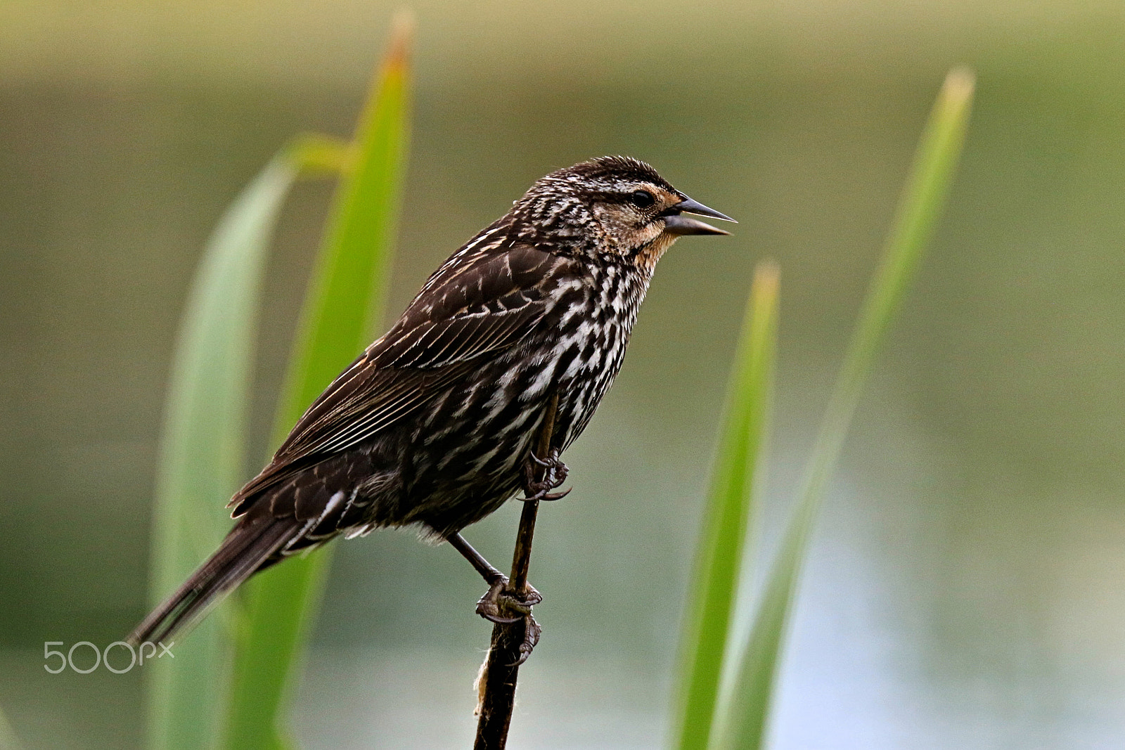 Canon EF 400mm F4 DO IS II USM sample photo. Female red winged blackbird iv photography