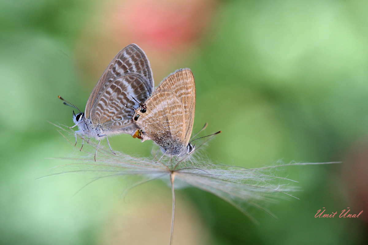 Canon EOS 40D + Canon EF 100mm F2.8 Macro USM sample photo. Long-tailed blue 2 photography