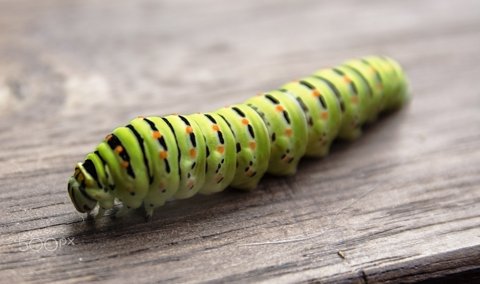 Sigma 17-70mm F2.8-4 DC Macro OS HSM | C sample photo. Caterpillar photography