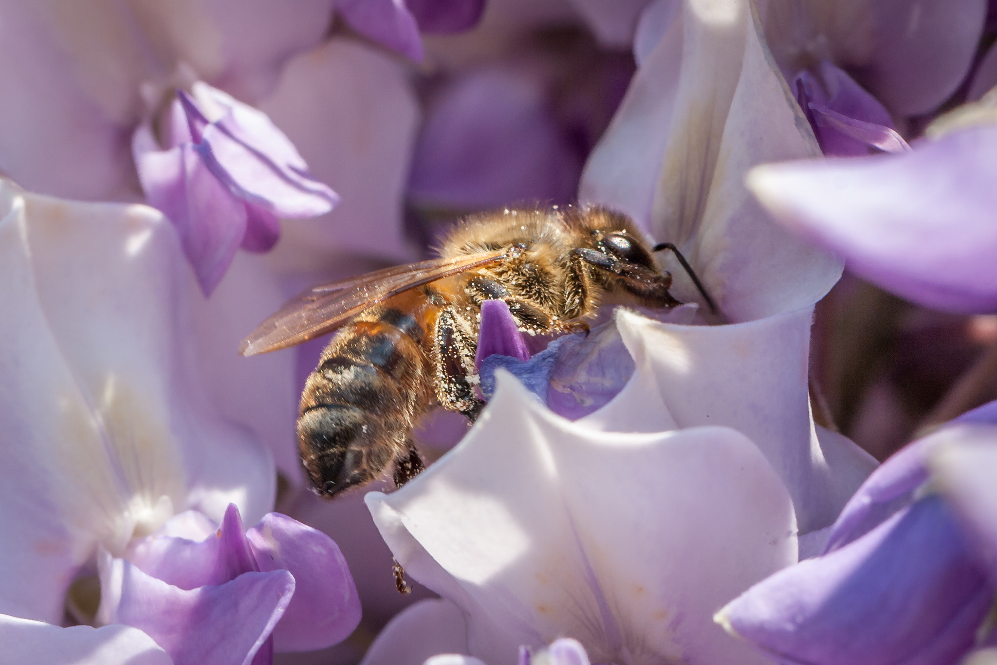 Canon EOS 1000D (EOS Digital Rebel XS / EOS Kiss F) sample photo. "busy bee..." photography