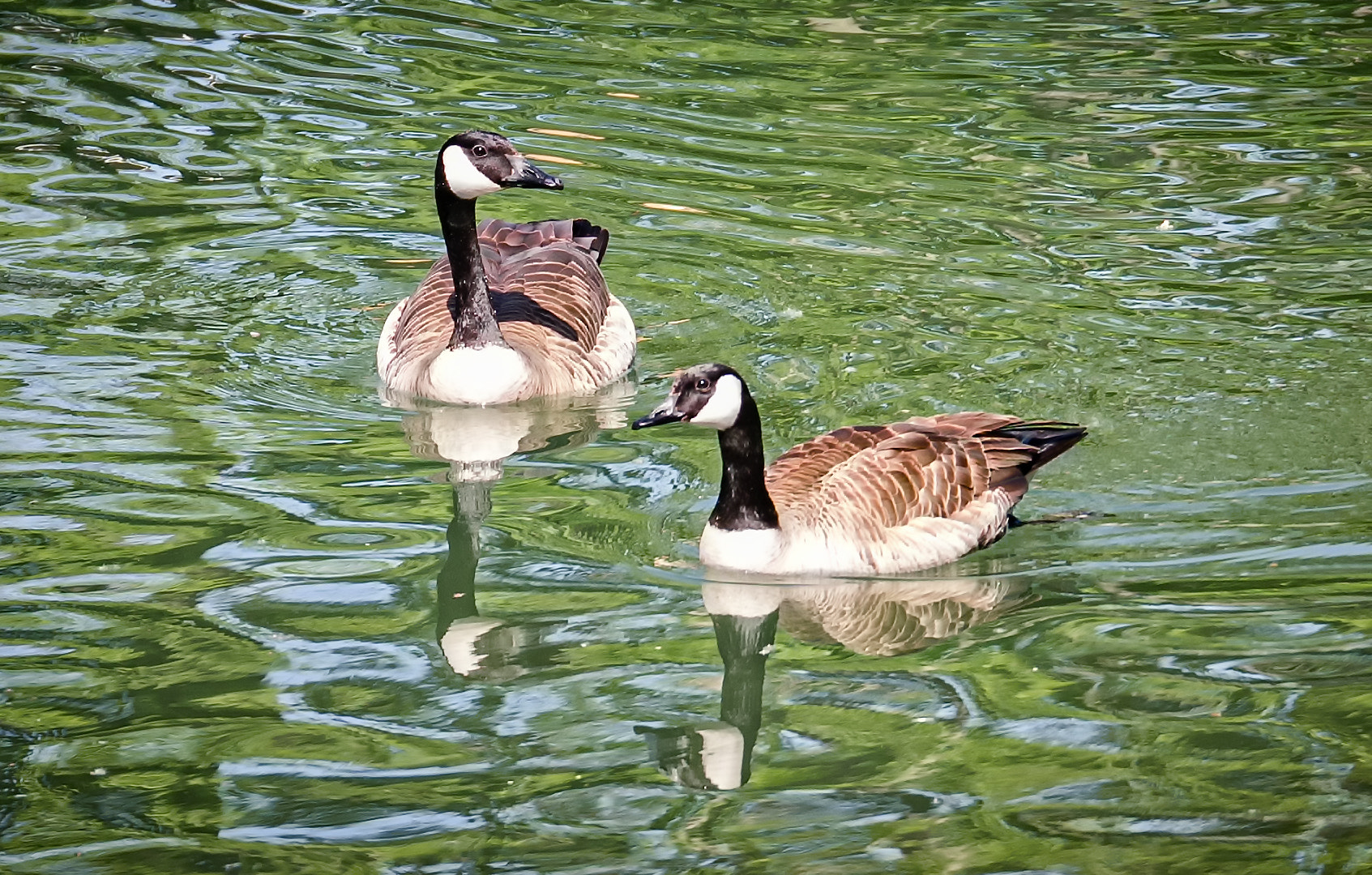 Panasonic Lumix G X Vario 35-100mm F2.8 OIS sample photo. Two geese photography