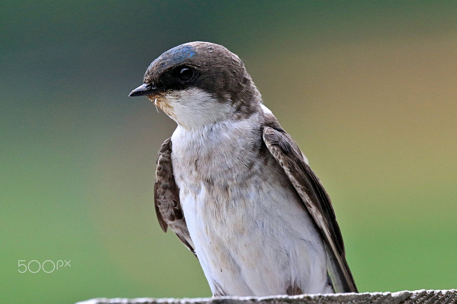 Canon EF 400mm F4 DO IS II USM sample photo. Tree swallow ii photography