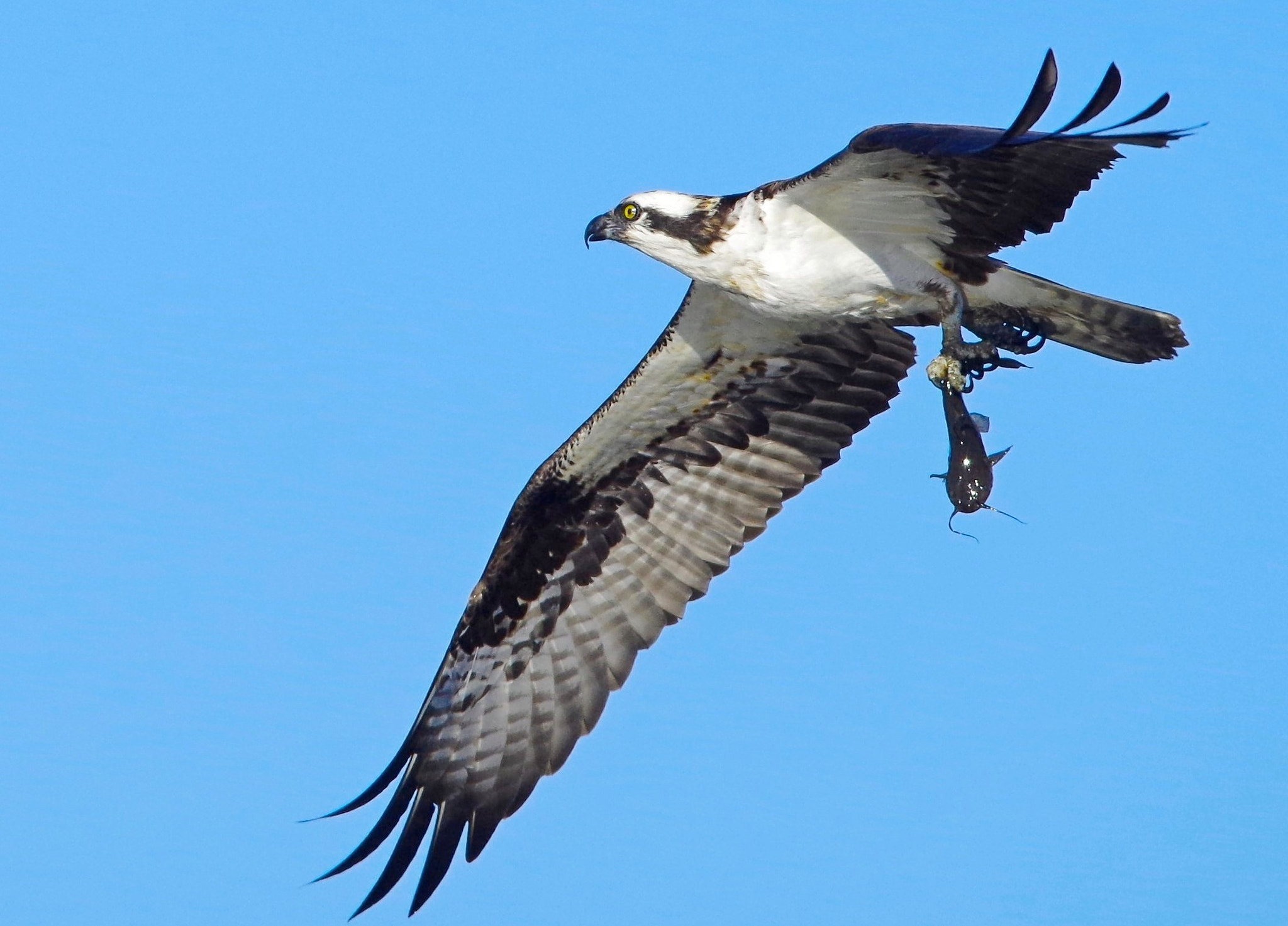 Sigma 150-500mm F5-6.3 DG OS HSM sample photo. Osprey. photography