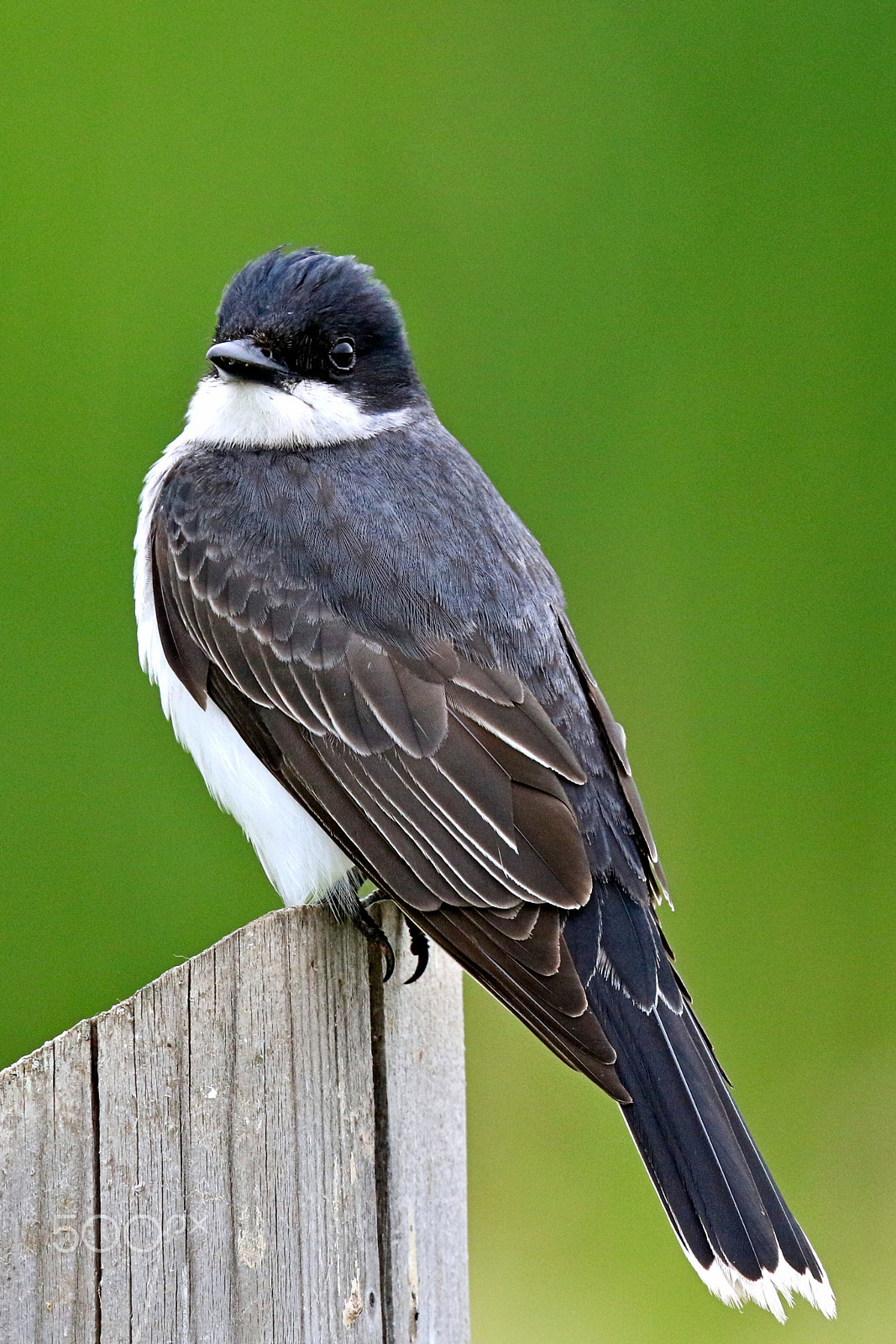 Canon EF 400mm F4 DO IS II USM sample photo. Tree swallow iii photography