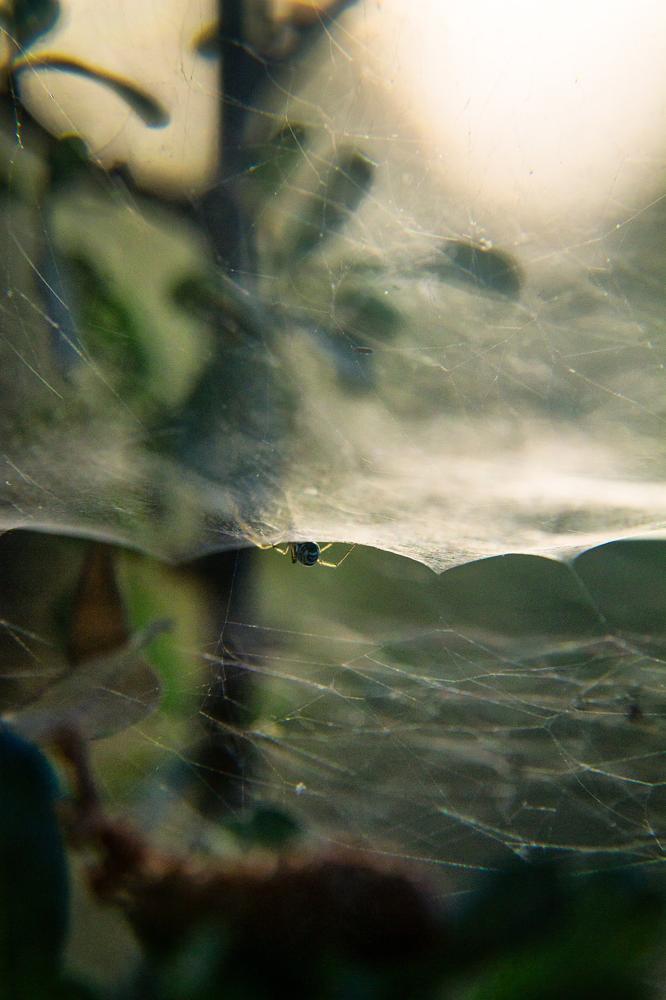 Canon EOS 1100D (EOS Rebel T3 / EOS Kiss X50) sample photo. Spider photography