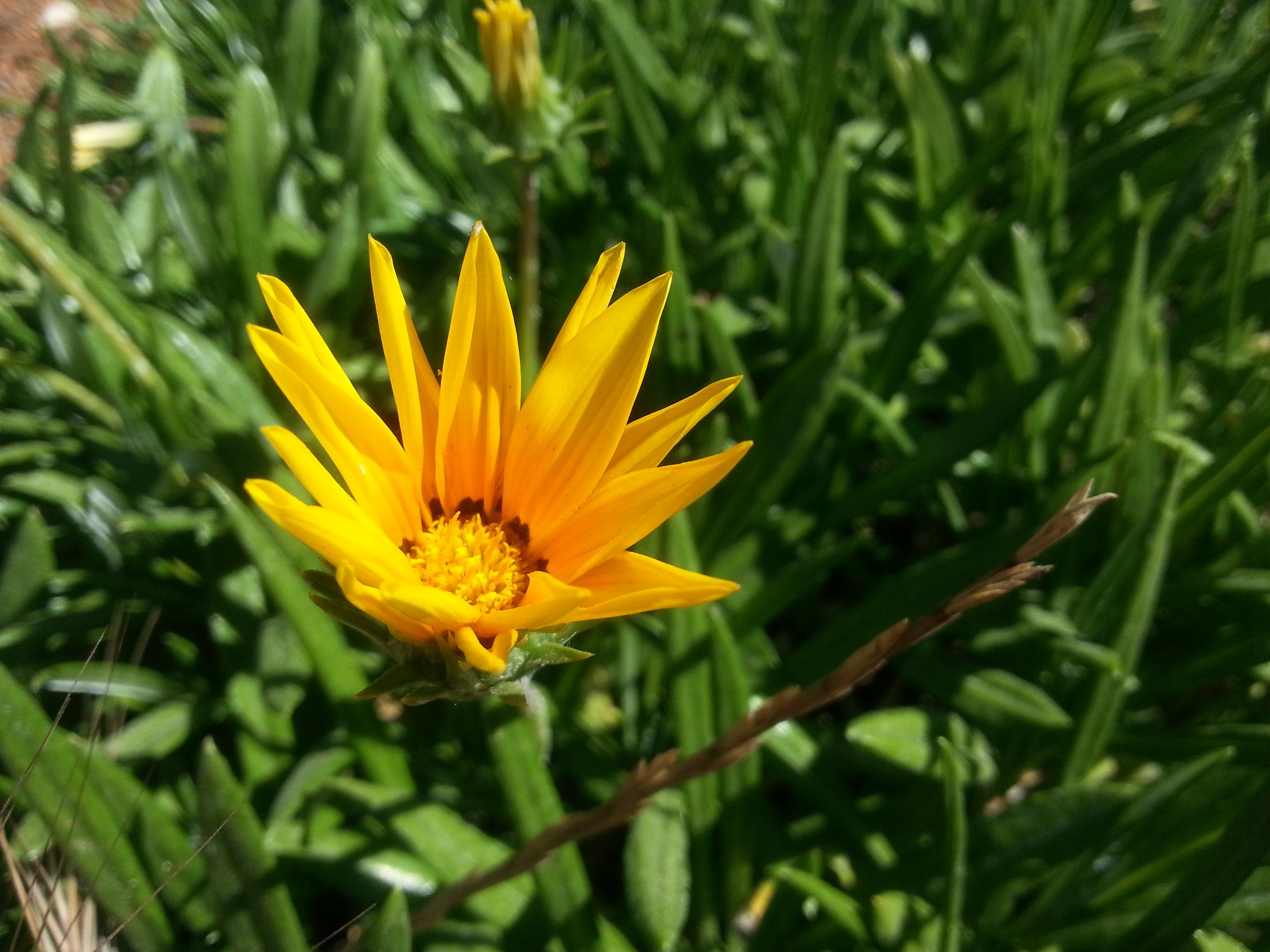 Samsung GT-I8750 sample photo. Small sunflower photography