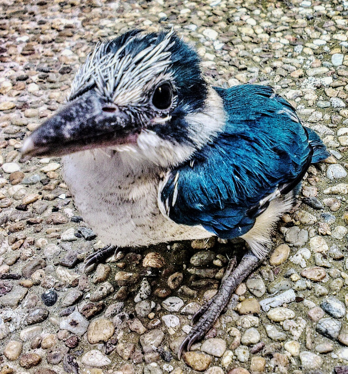 HTC ONE X sample photo. A stranded baby bird. photography