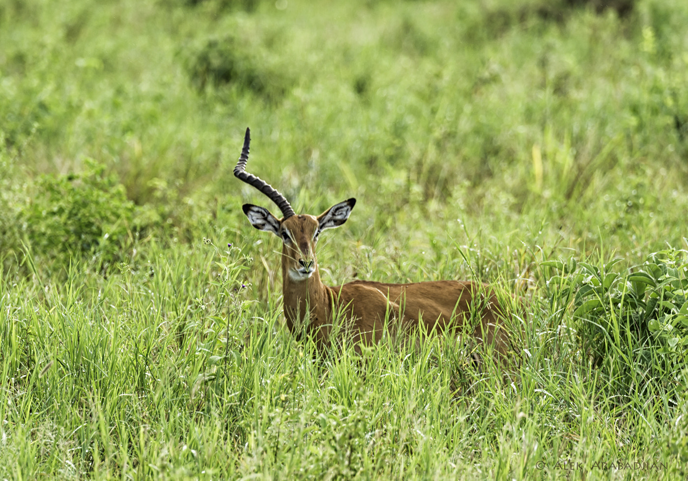 Nikon D4S sample photo. One horned boy photography