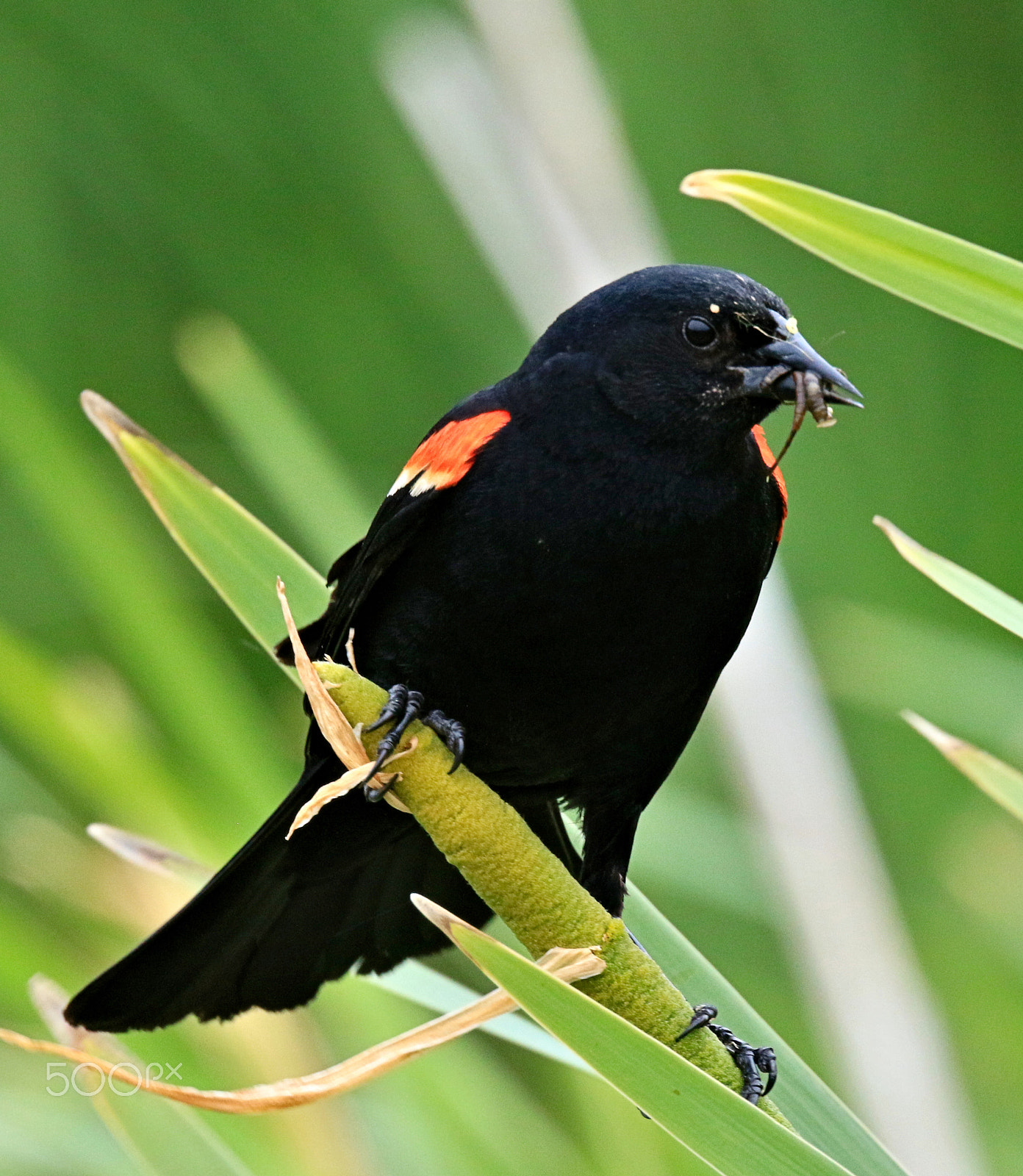 Canon EF 400mm F4 DO IS II USM sample photo. Male red winged blackbird with grubs photography