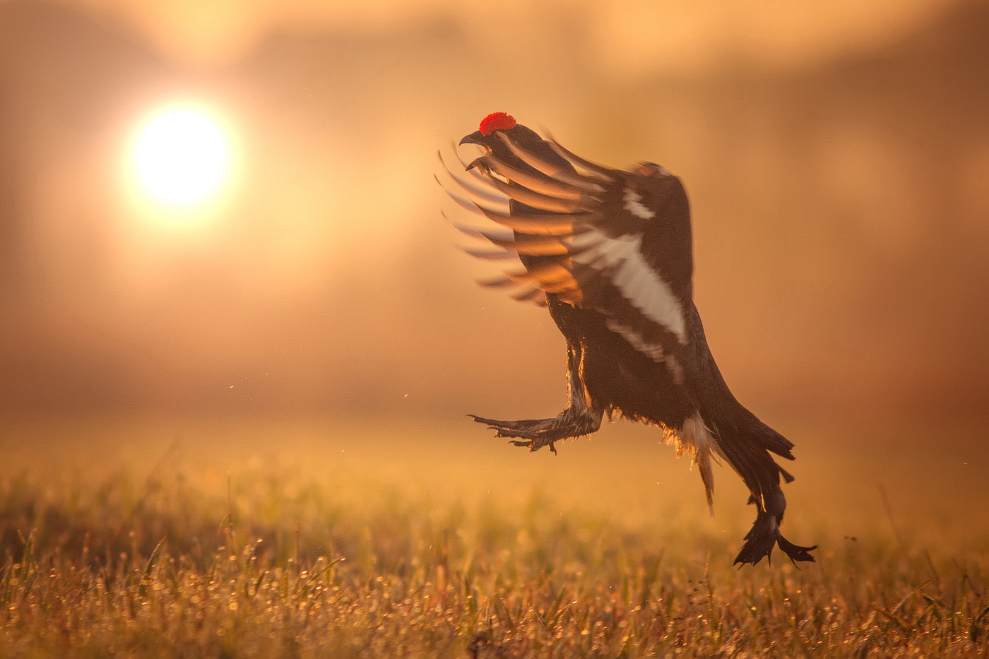 Canon EF 300mm F4L IS USM sample photo. Blackcock photography