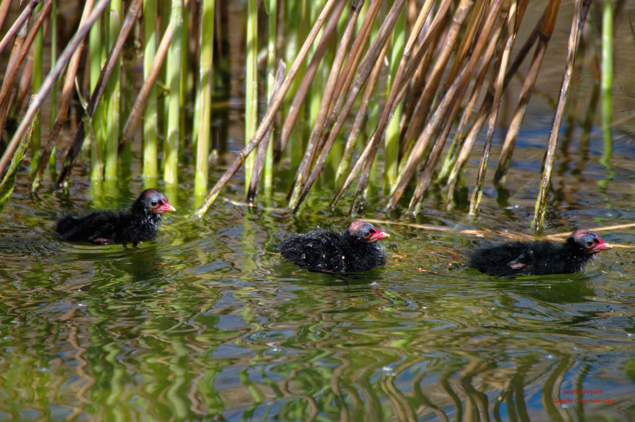 Sigma 50-500mm F4.5-6.3 DG OS HSM sample photo. Jeune poule d'eau photography