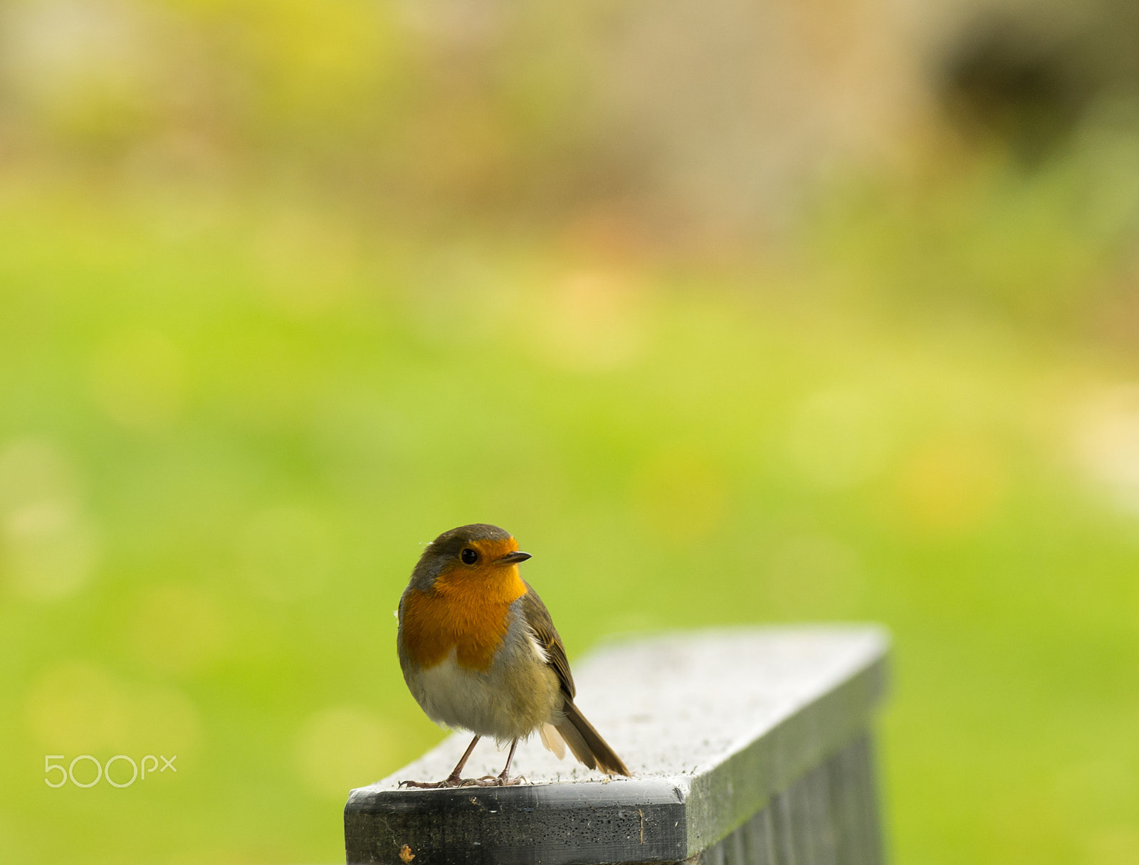 Pentax smc DA* 300mm F4.0 ED (IF) SDM sample photo. Robin photography