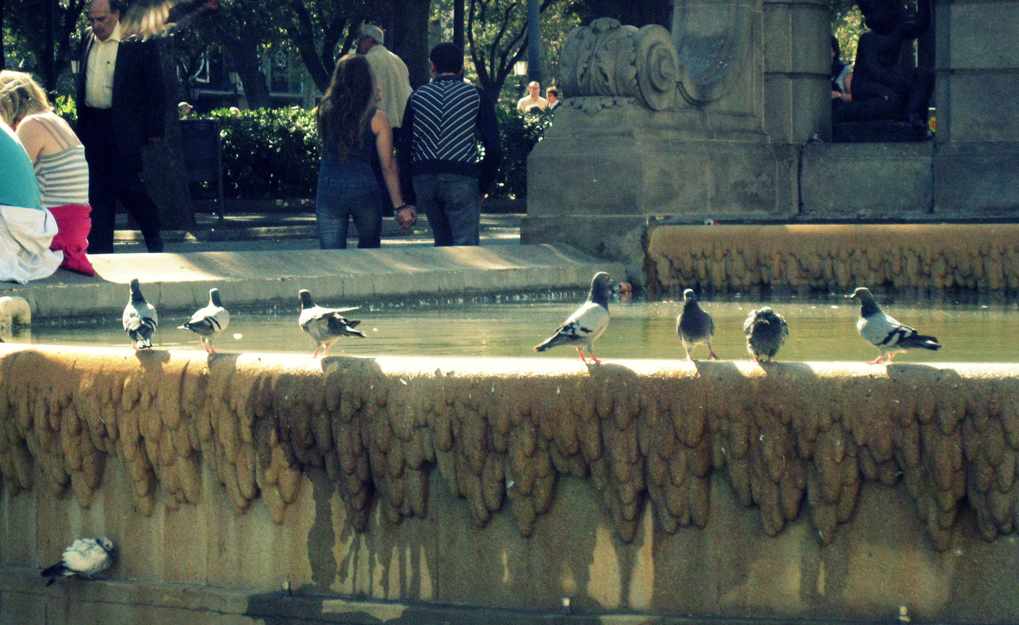 Canon DIGITAL IXUS 800 IS sample photo. Pigeon bath. barcelona photography