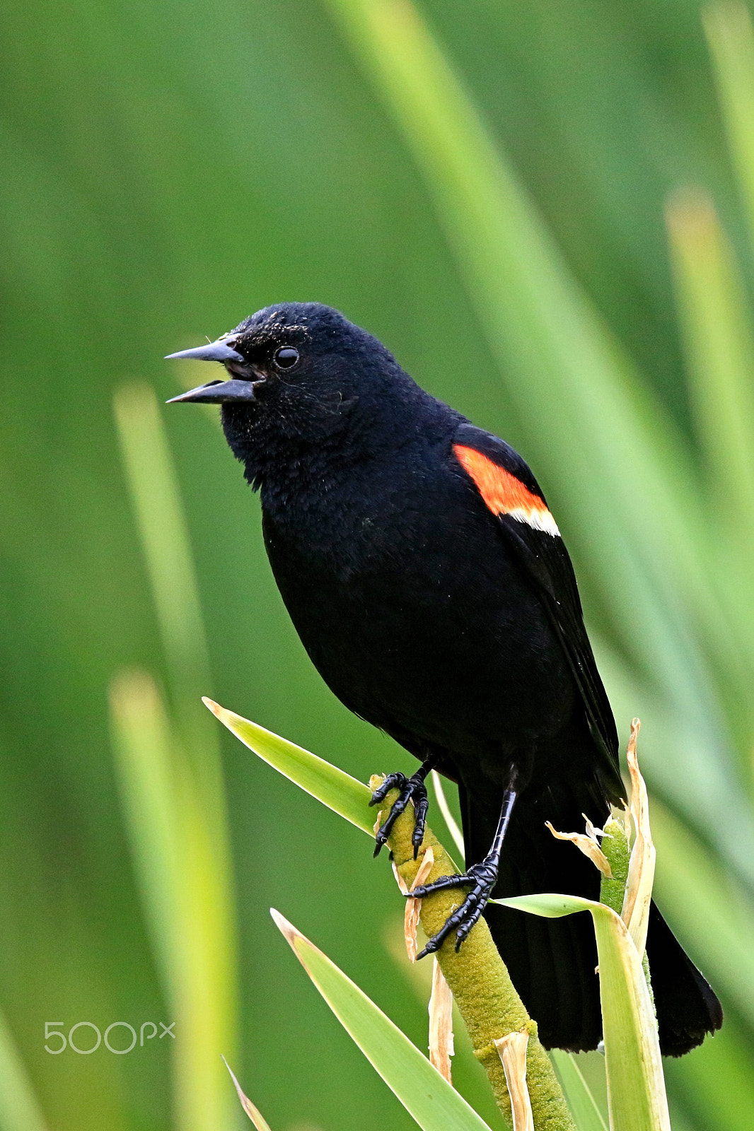 Canon EF 400mm F4 DO IS II USM sample photo. Male red winged blackbird in song photography