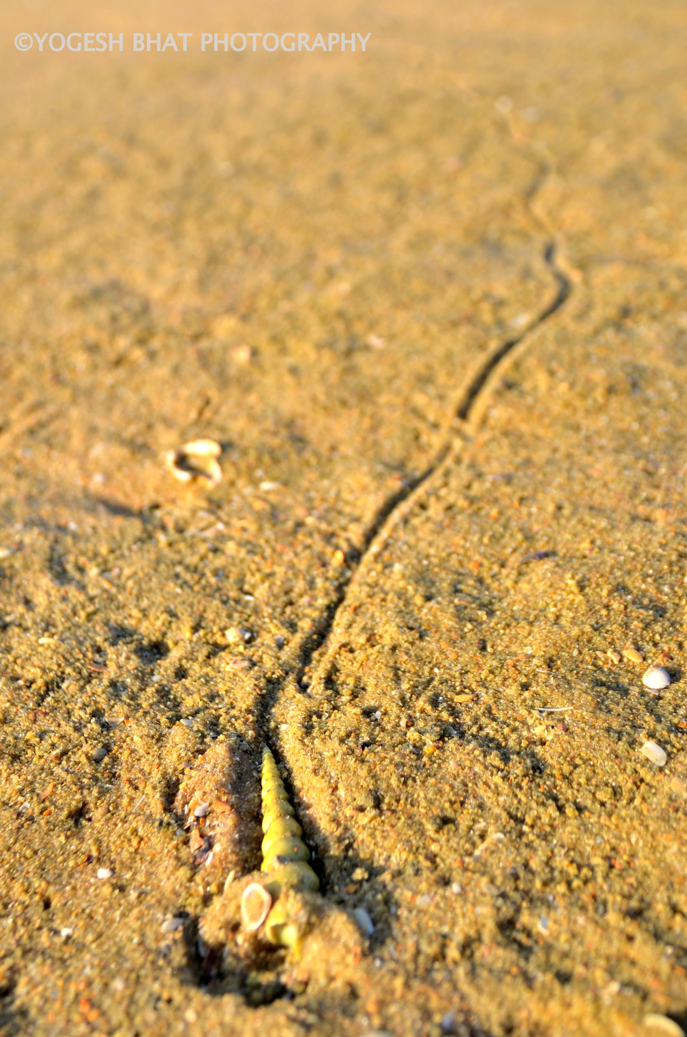 Sigma 17-70mm F2.8-4 DC Macro OS HSM | C sample photo. Sailing through the sand photography