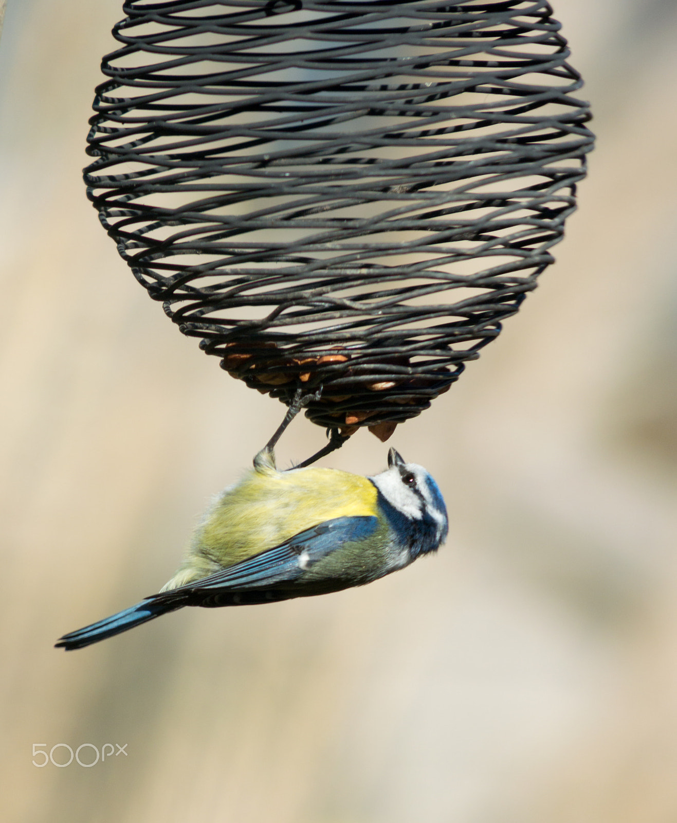 Nikon 1 V2 + VR 55-300mm f/4.5-5.6G sample photo. Blue tit feeding photography