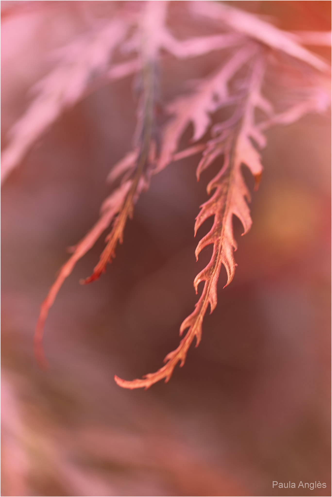 Sony a99 II + 90mm F2.8 Macro SSM sample photo. Leaf photography