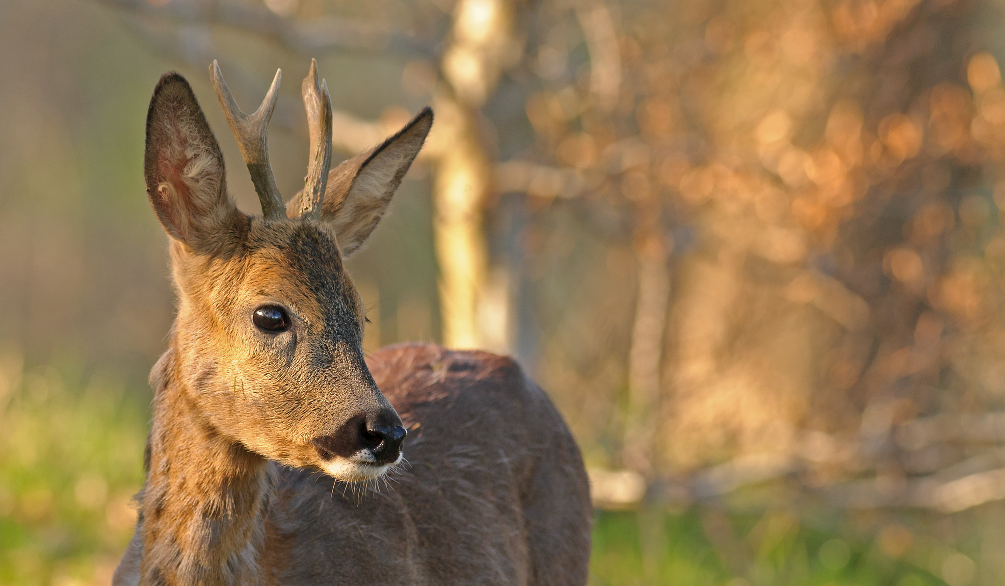 Nikon AF-S Nikkor 300mm F2.8G ED VR II sample photo. Young roebuck photography