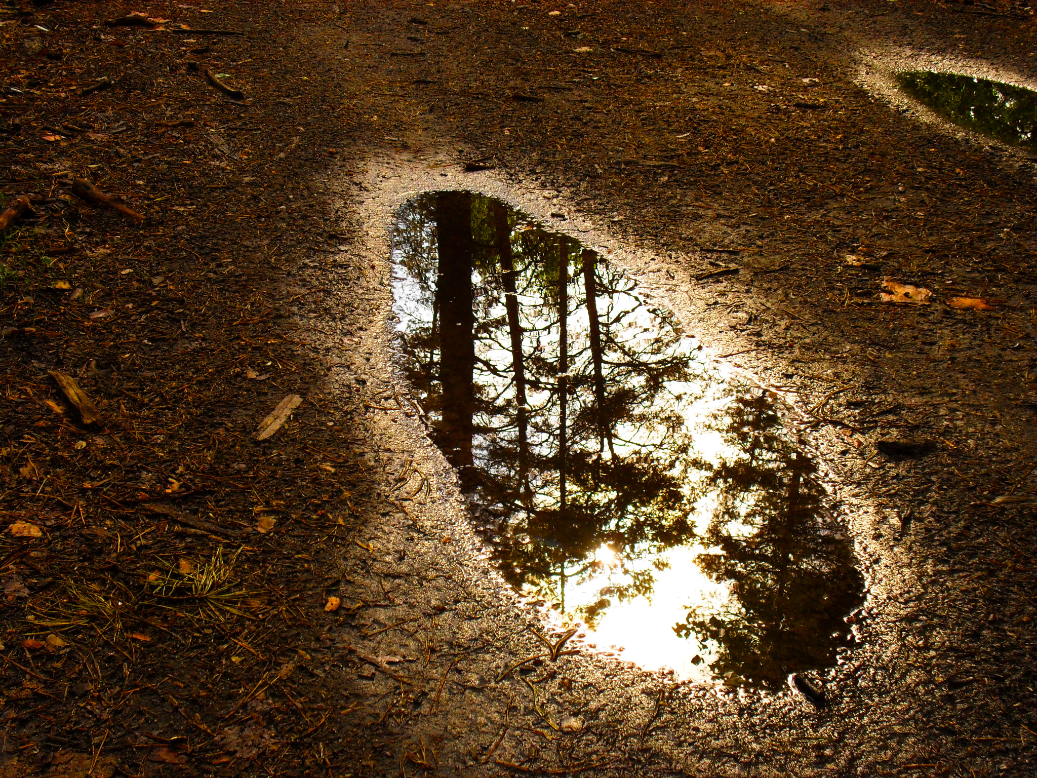 Samsung ES60 / VLUU ES60 /  SL105 /  ES63 sample photo. Spring. the morning after the rain, in the woods. reflection in a puddle. photography