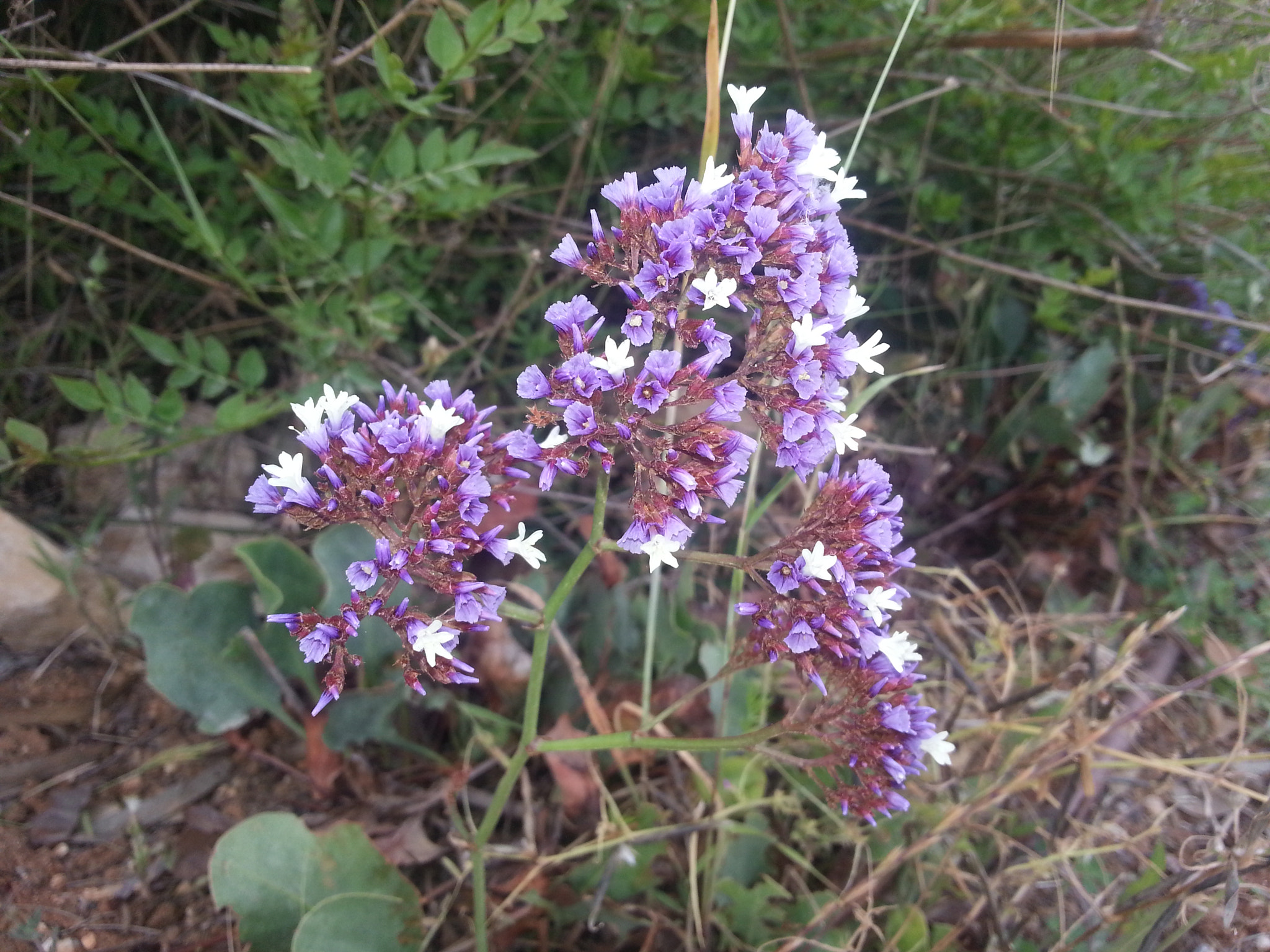 Samsung GT-I8750 sample photo. White & purple photography