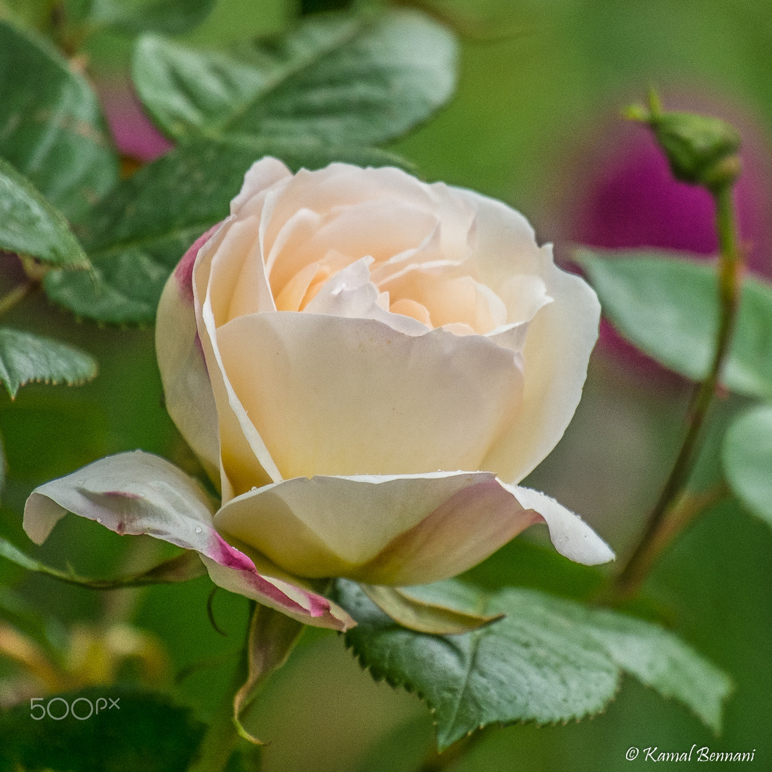 Fujifilm X-M1 + Fujifilm XC 50-230mm F4.5-6.7 OIS sample photo. The white queen photography