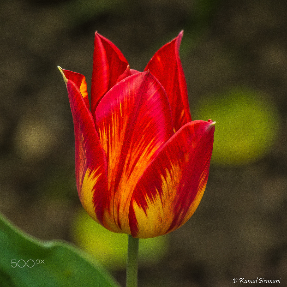 Fujifilm X-M1 + Fujifilm XC 50-230mm F4.5-6.7 OIS sample photo. The flame photography