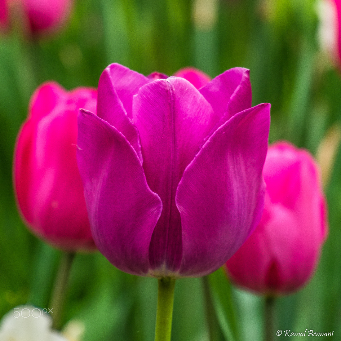 Fujifilm X-M1 + Fujifilm XC 50-230mm F4.5-6.7 OIS sample photo. Sisters photography