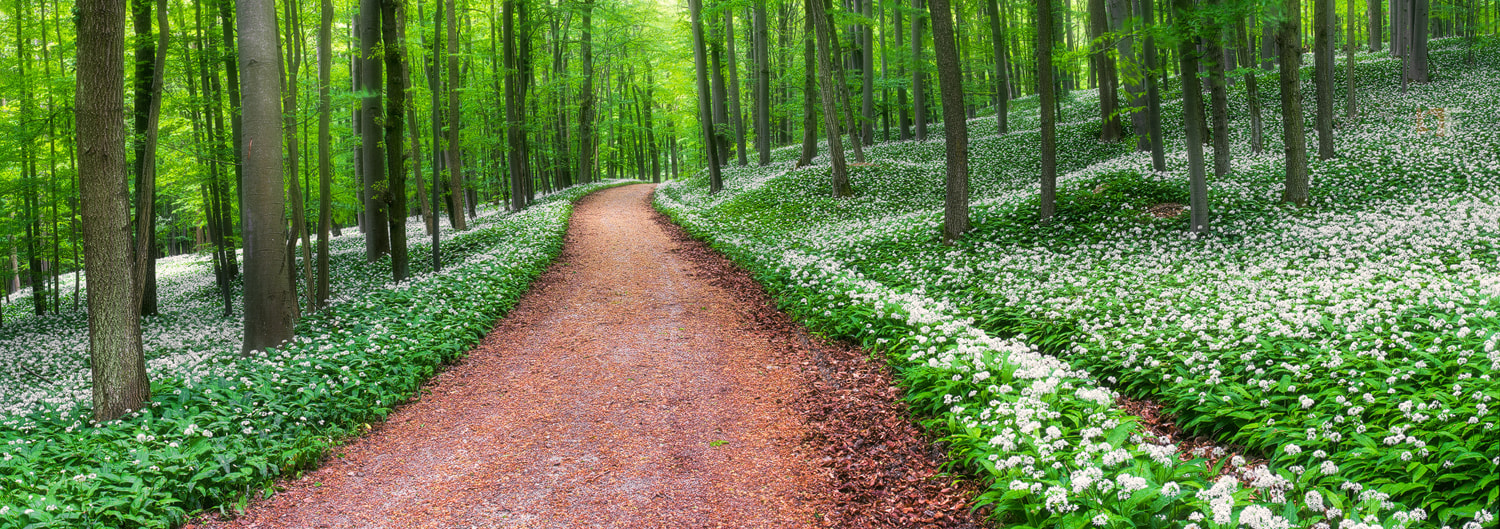 Nikon PC-E Nikkor 45mm F2.8D ED Tilt-Shift sample photo. Wild garlic forest photography