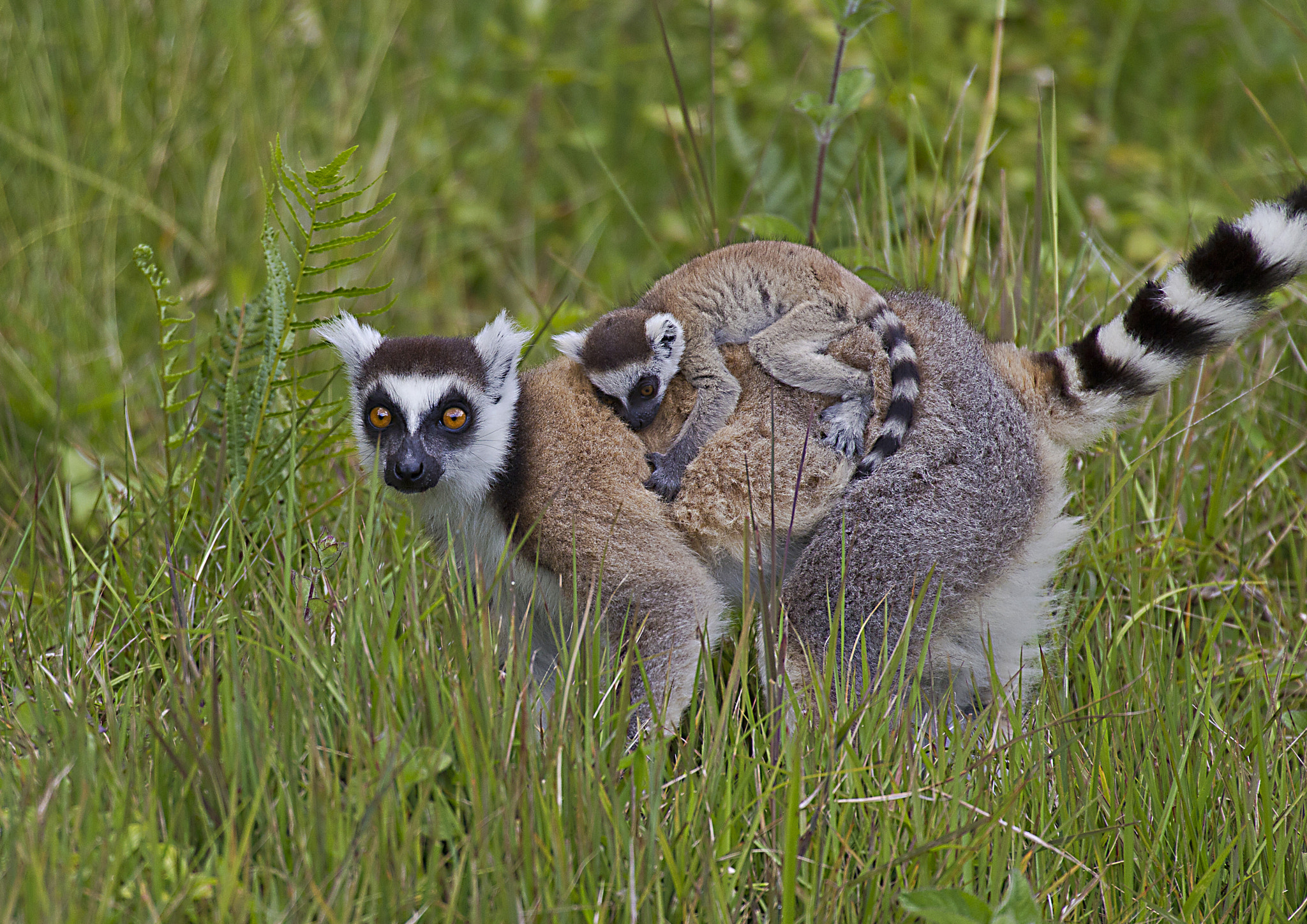Canon EF 70-200mm F2.8L IS II USM sample photo. Ring tailed lemur & baby photography